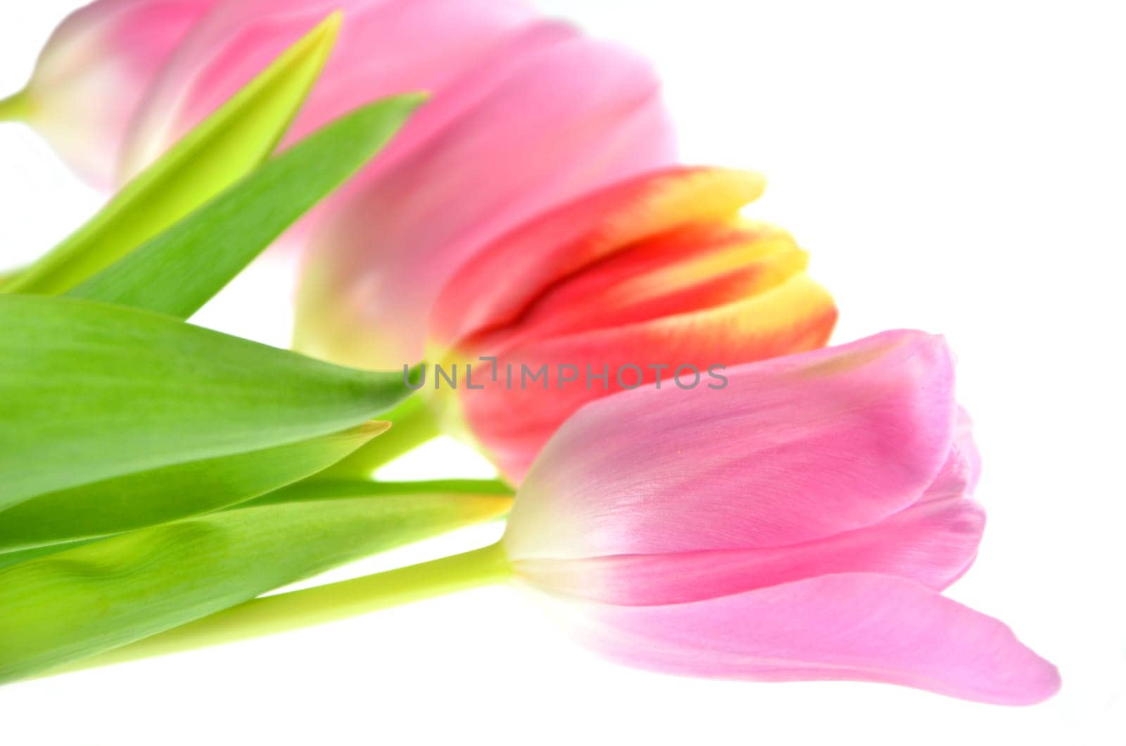 tulips isolated on white background