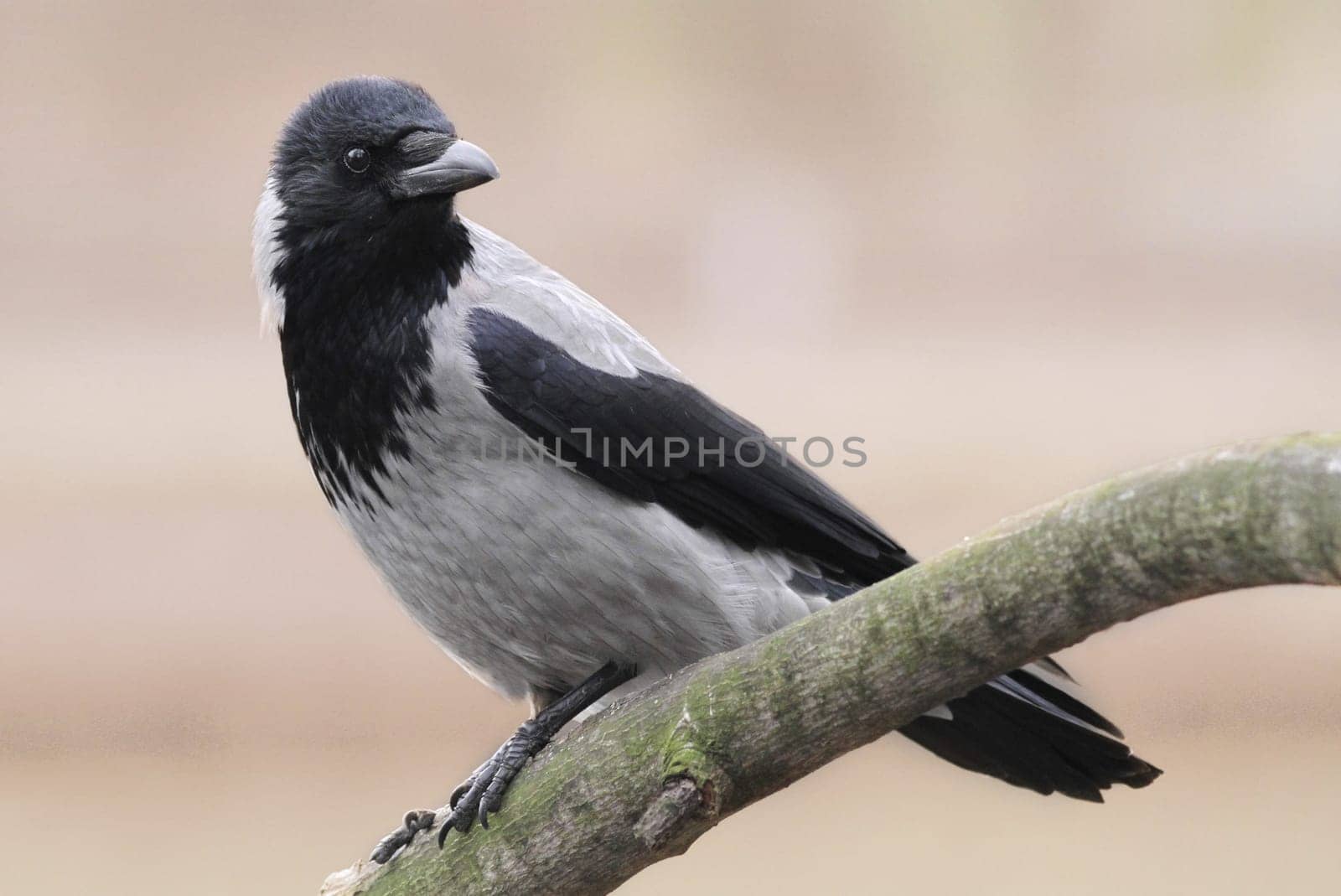 Hooded Crow (Corvus corone cornix)