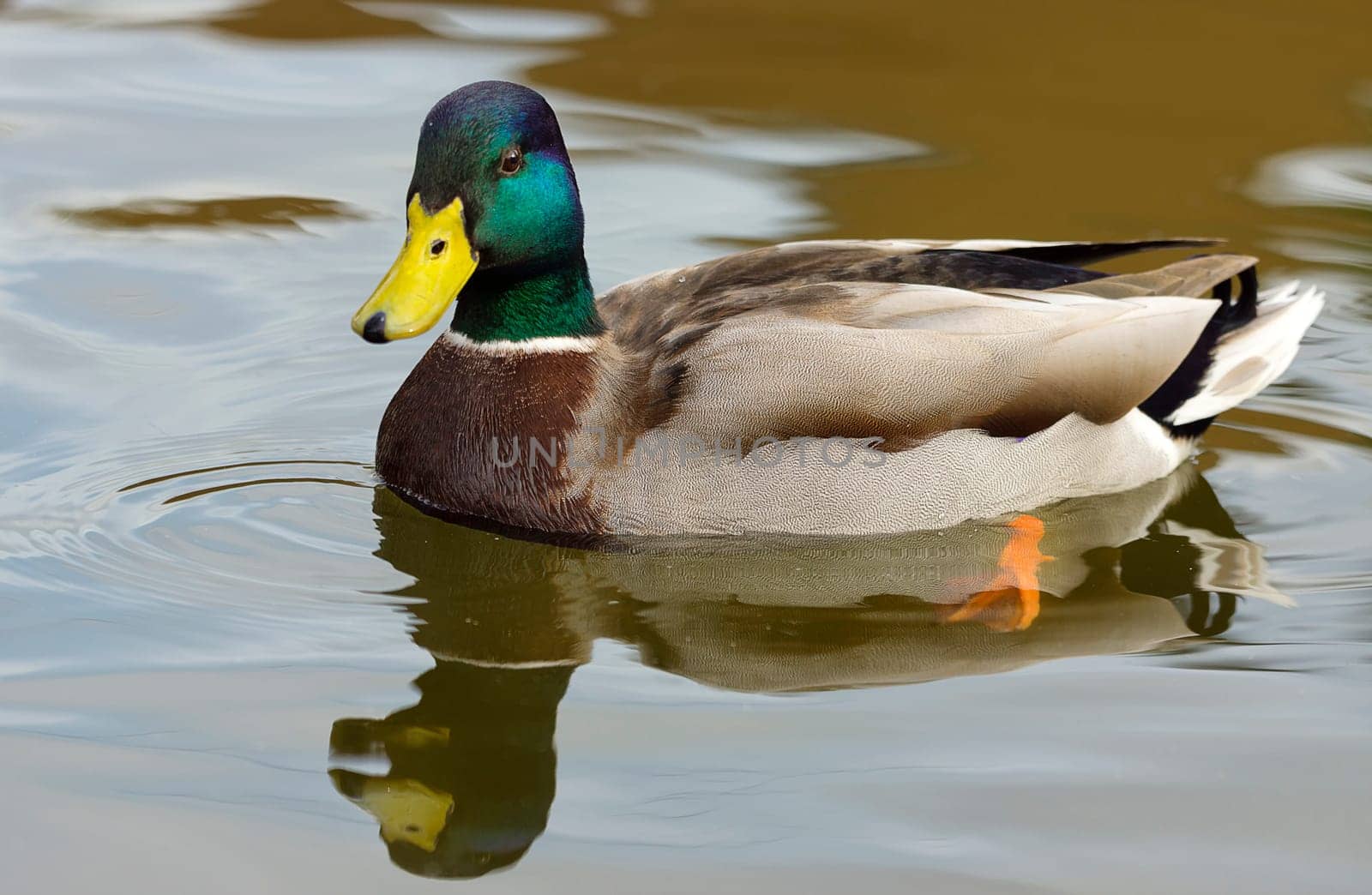 Mallard drake