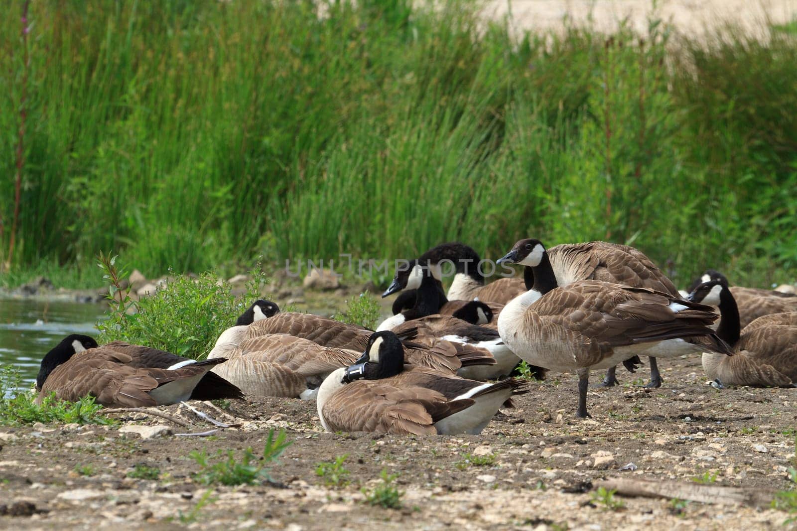 Canada geese