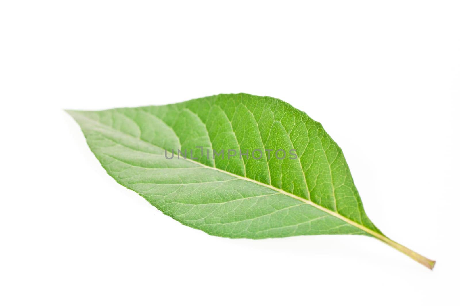 A single green leaf close up isolated over white background