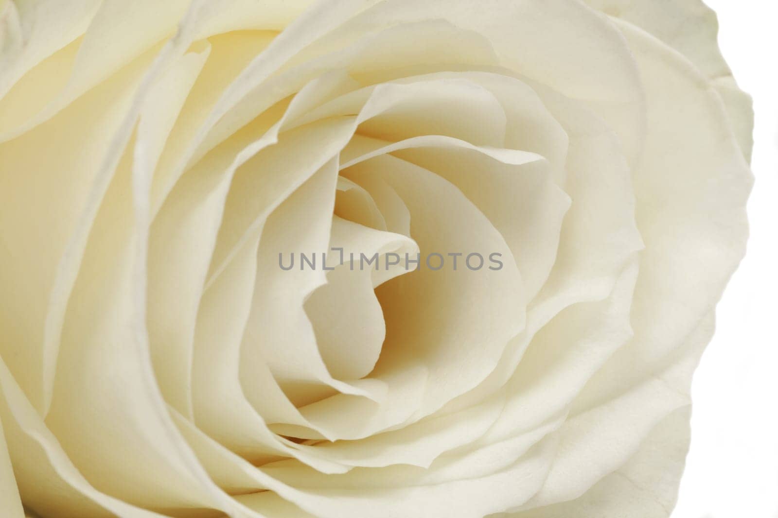 White rose close-up,flower on white background