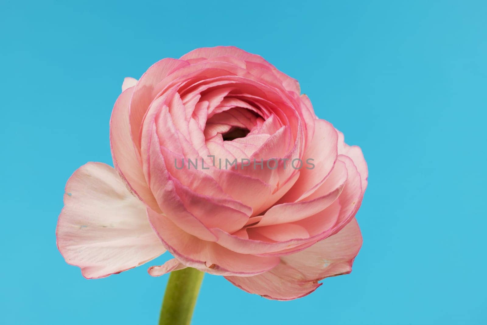 Ranunculus pink,close-up of flower against blue background