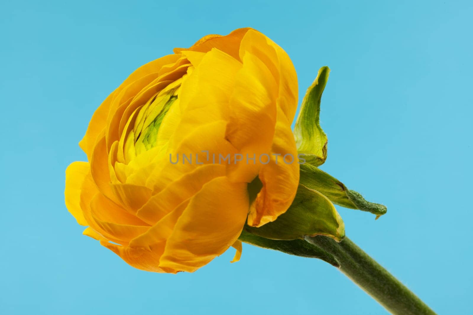 Ranunculus yellow,close-up of flower against blue background