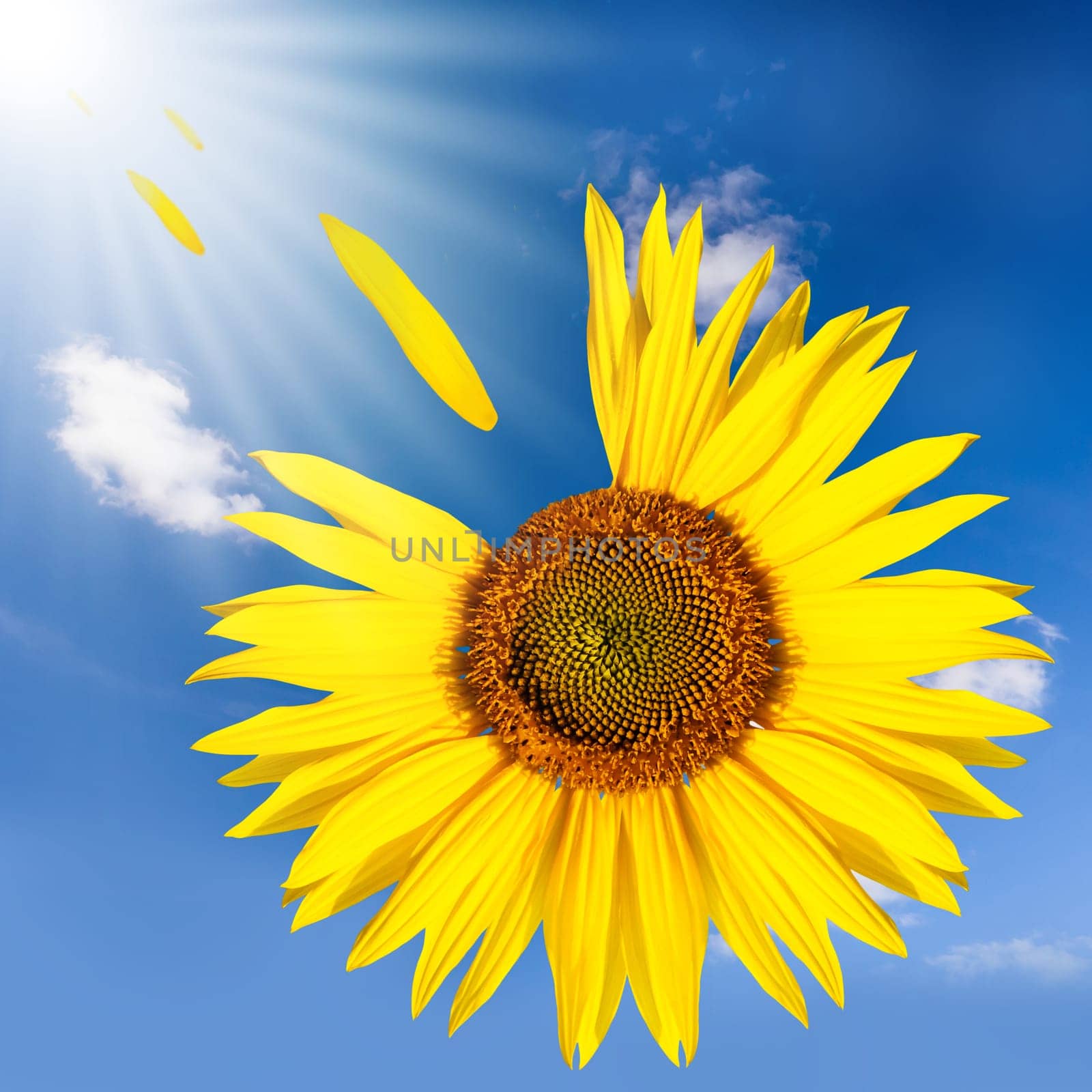 flying sunflower with leaves on a cloudy sky in summer