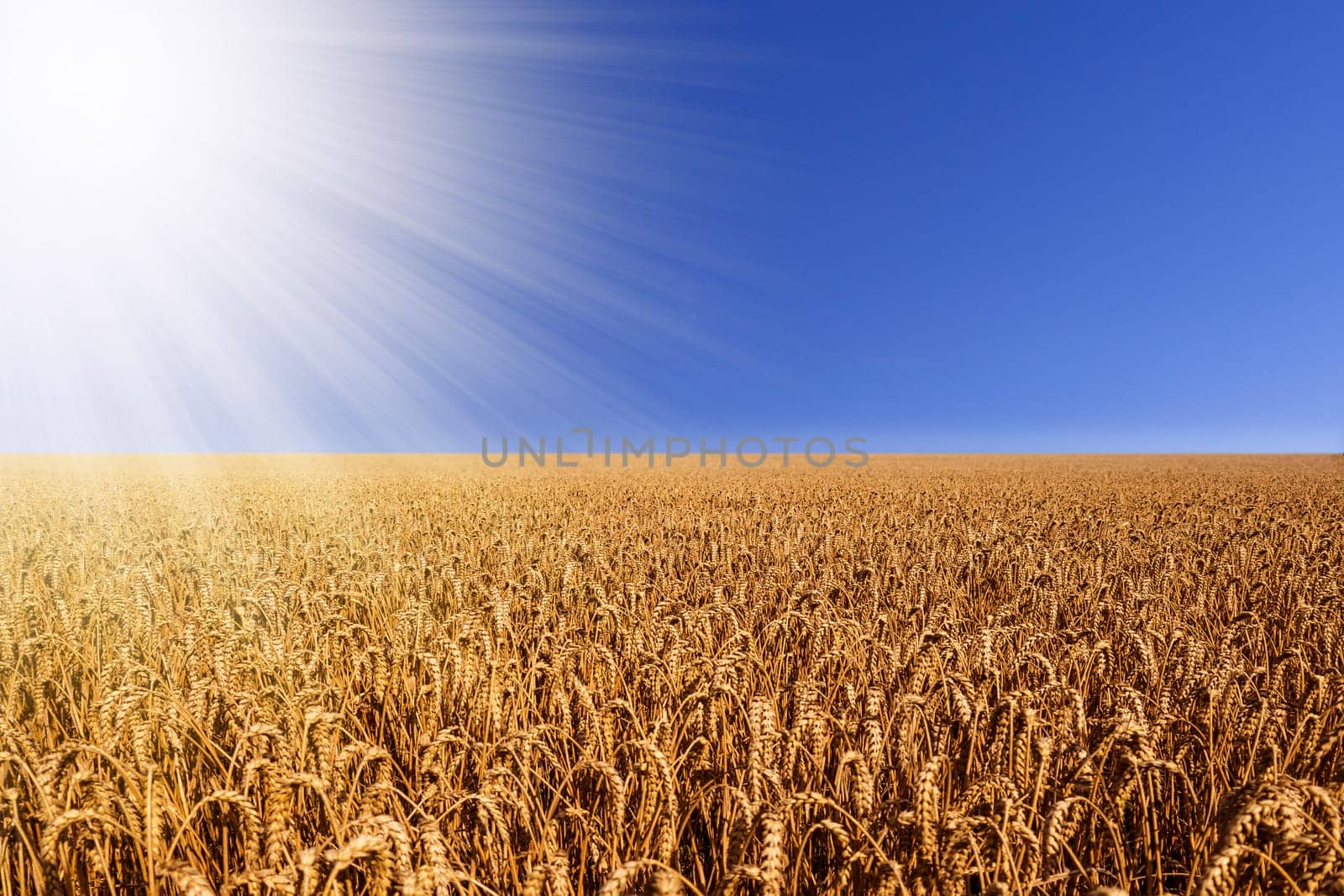 wheat field with sunbeams and a blue sky in summer
