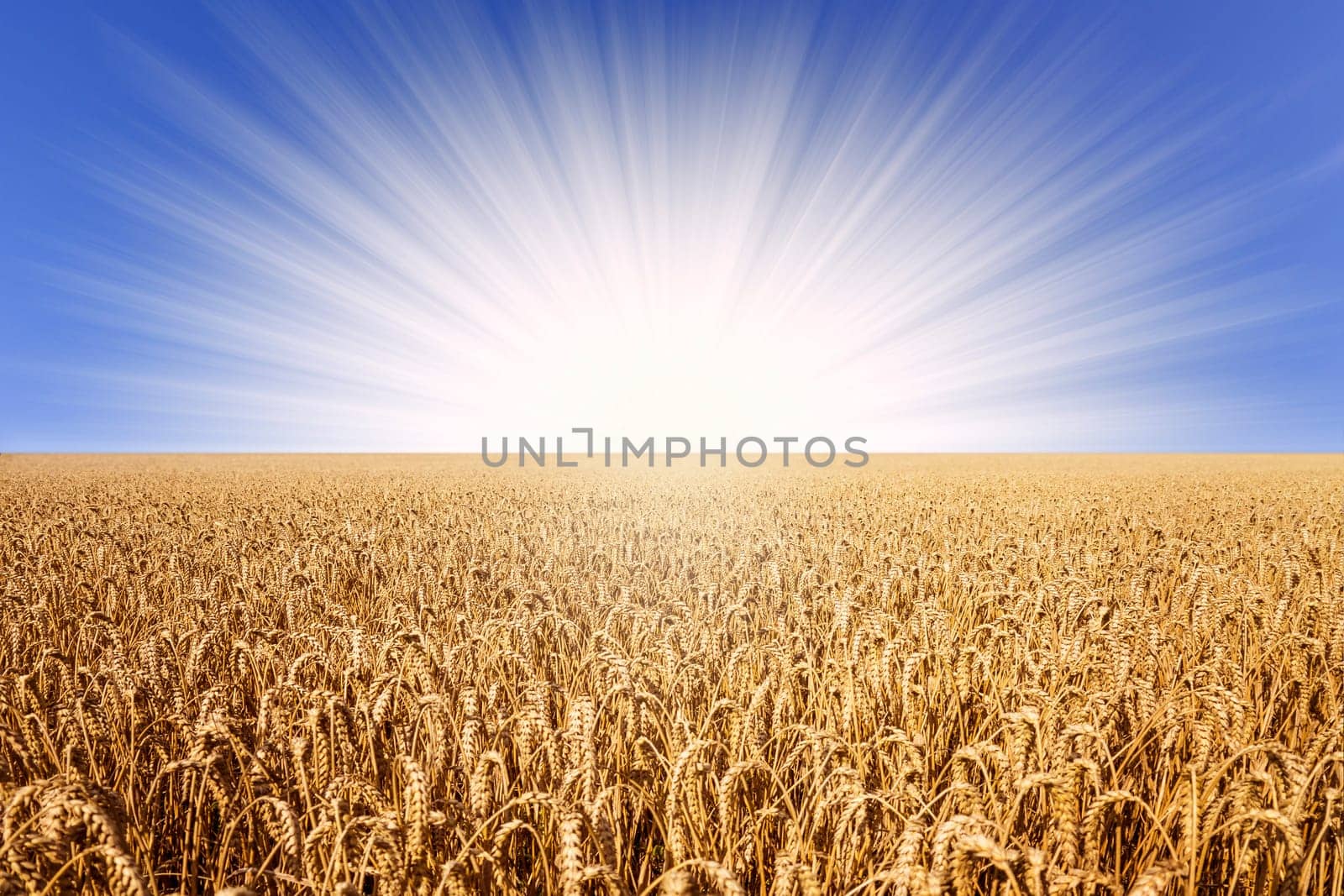 wheat field in sunlight with blue sky in summer