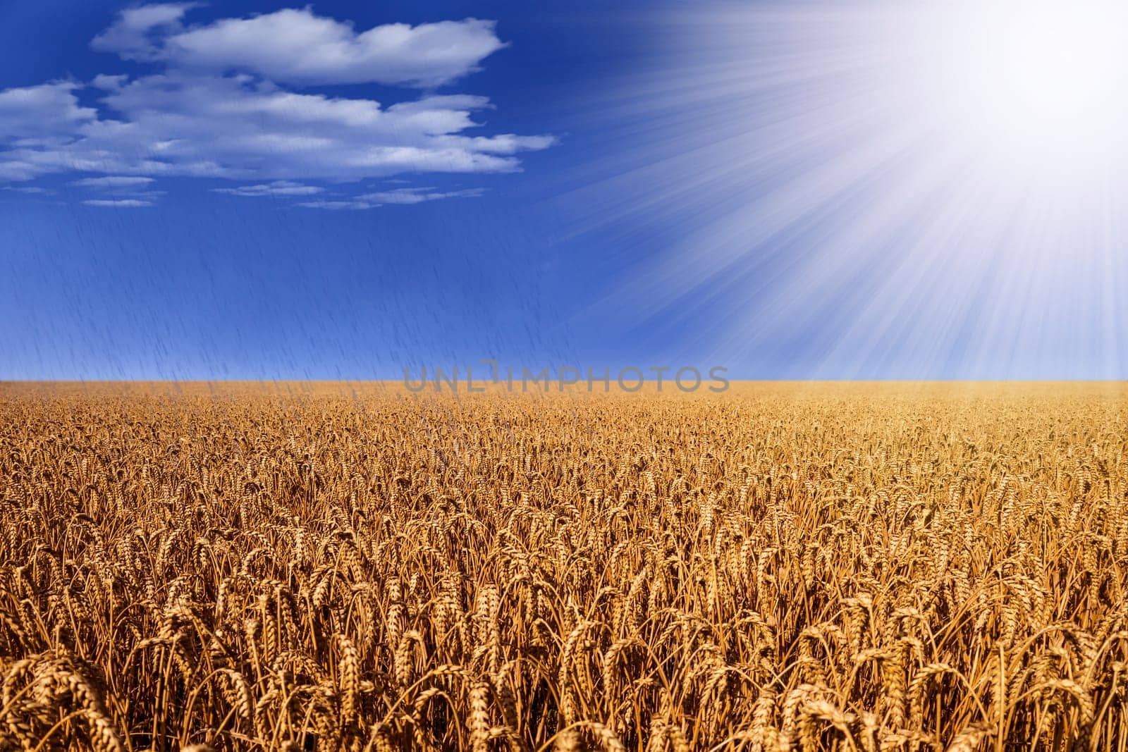 wheat field with sunlight and rain with some clouds