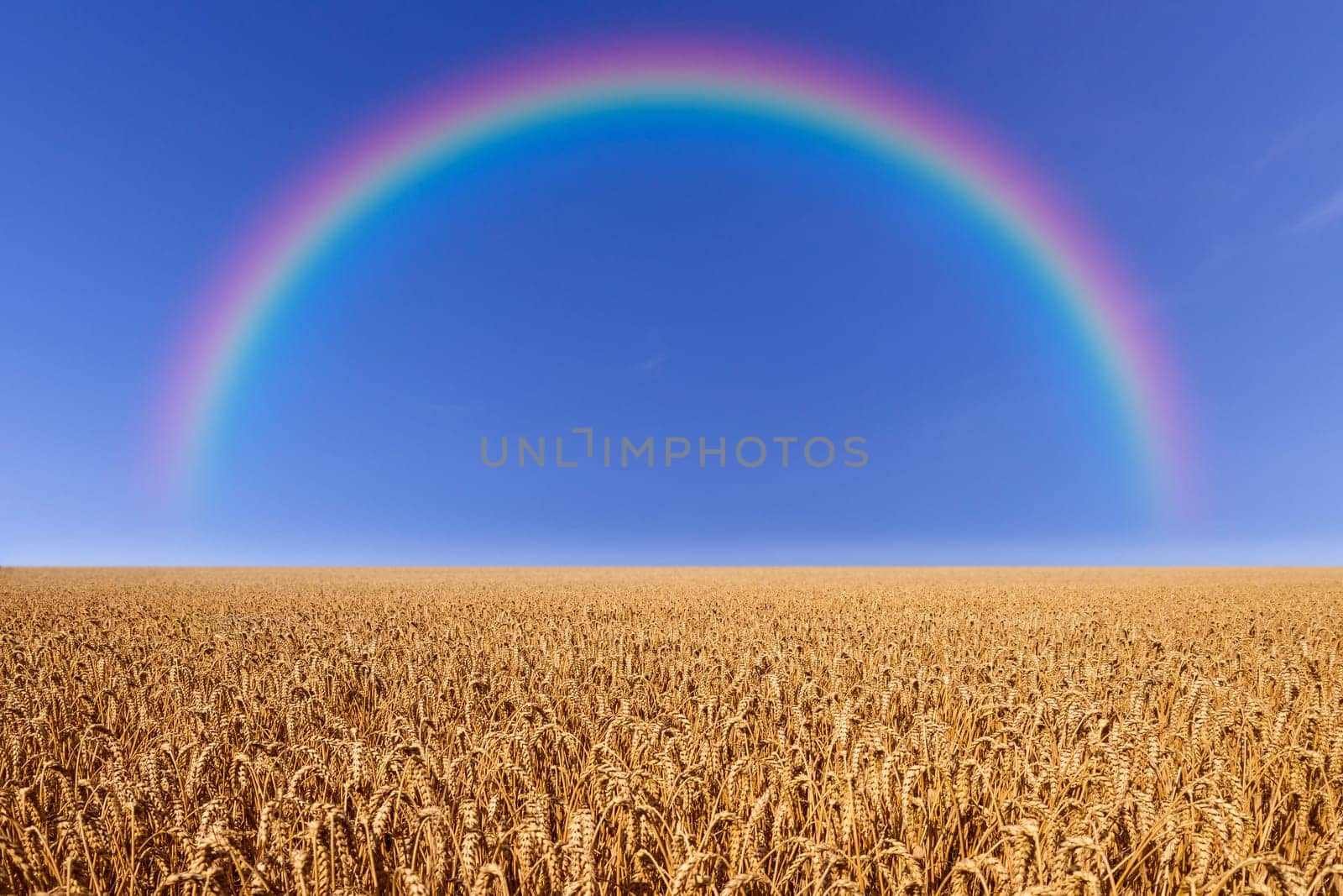 wheat field with rainbow and a blue sky in summer