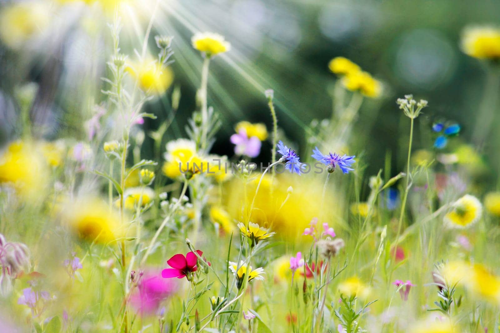 Colorful flower meadow in summer