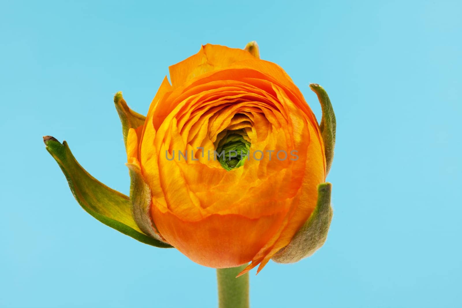 Ranunculus orange,close-up of flower against blue background