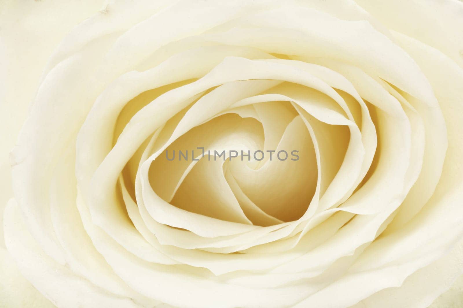 Rose white,close-up of flower filling the format