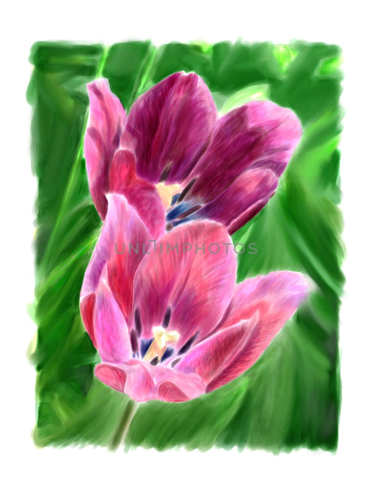 Two blooming tulips in green grass