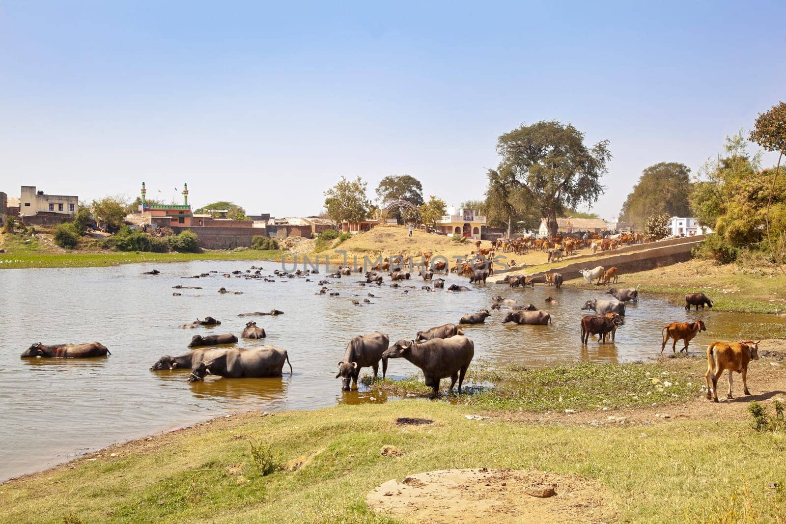 Landscape taken in a Gujarat village in rural countryside of India of cattle coming to water and bathe, cool down from the baking hot sun watched by their herdsman