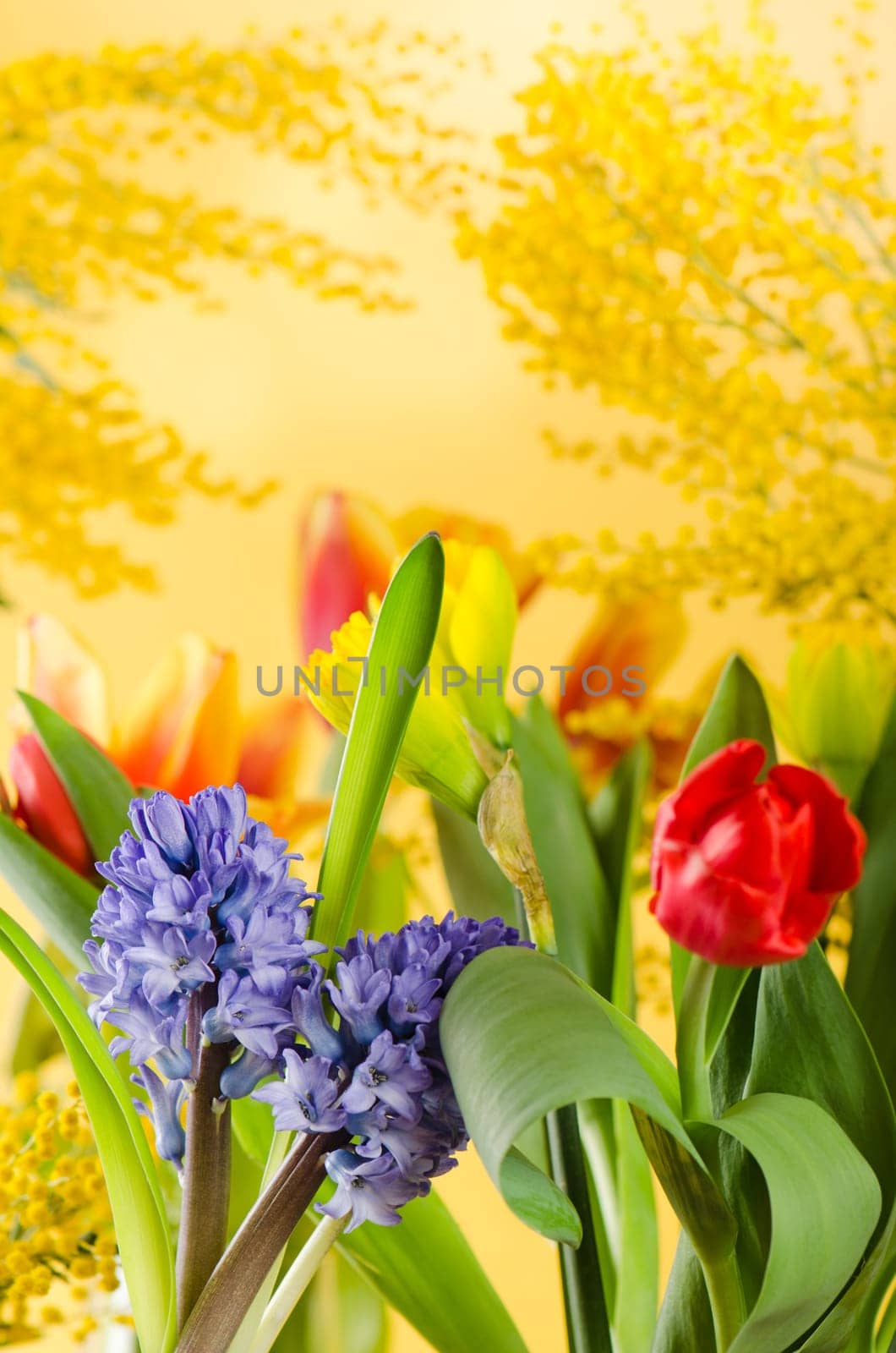 Spring bouquet with a mimosa and tulips