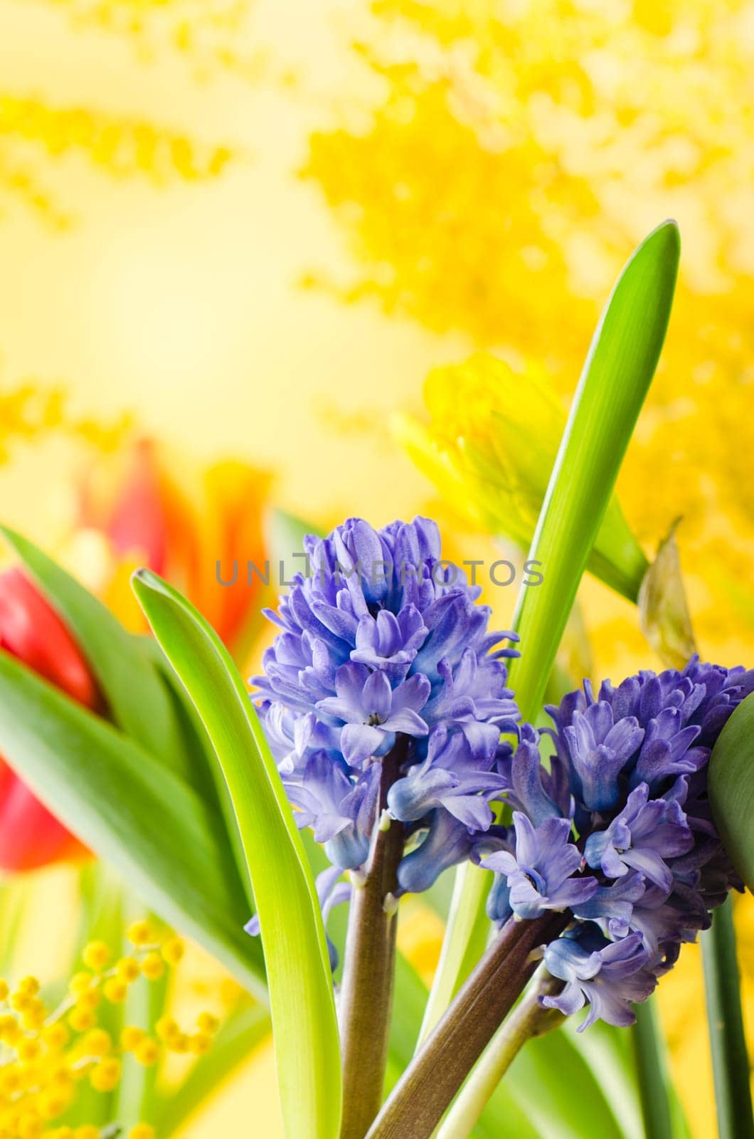 Bouquet with spring flowers and a mimosa