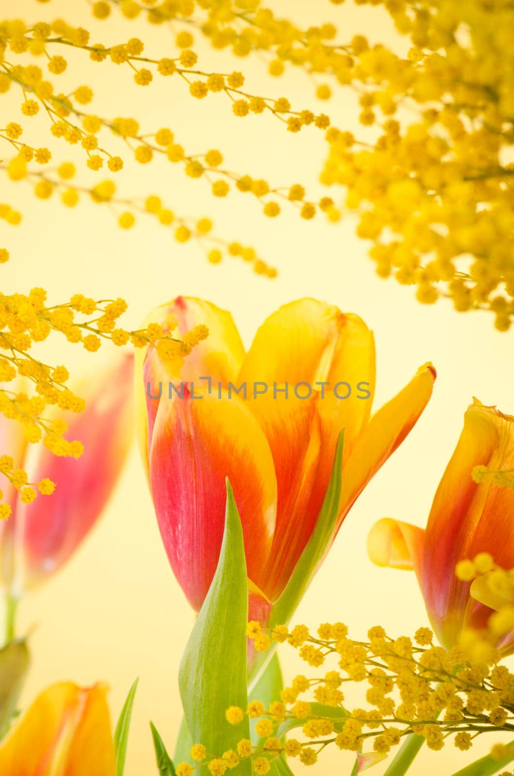 Spring bouquet with a mimosa and tulips