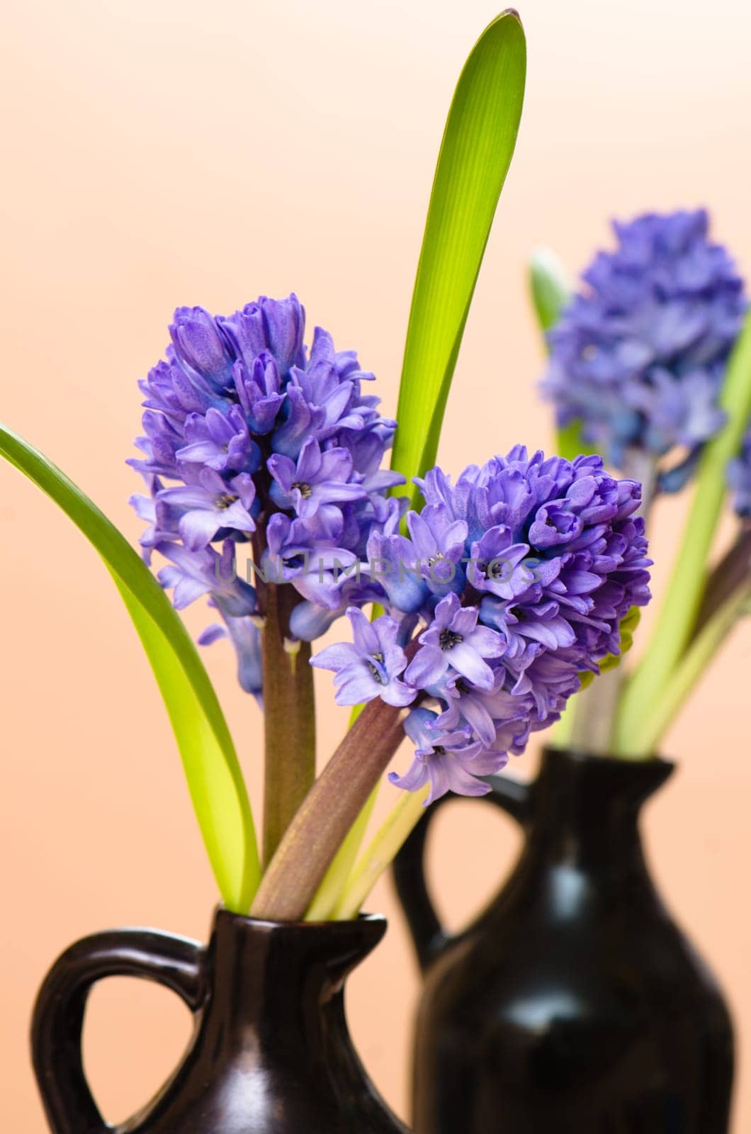 Bouquet with blossoming to hyacinths in a vase