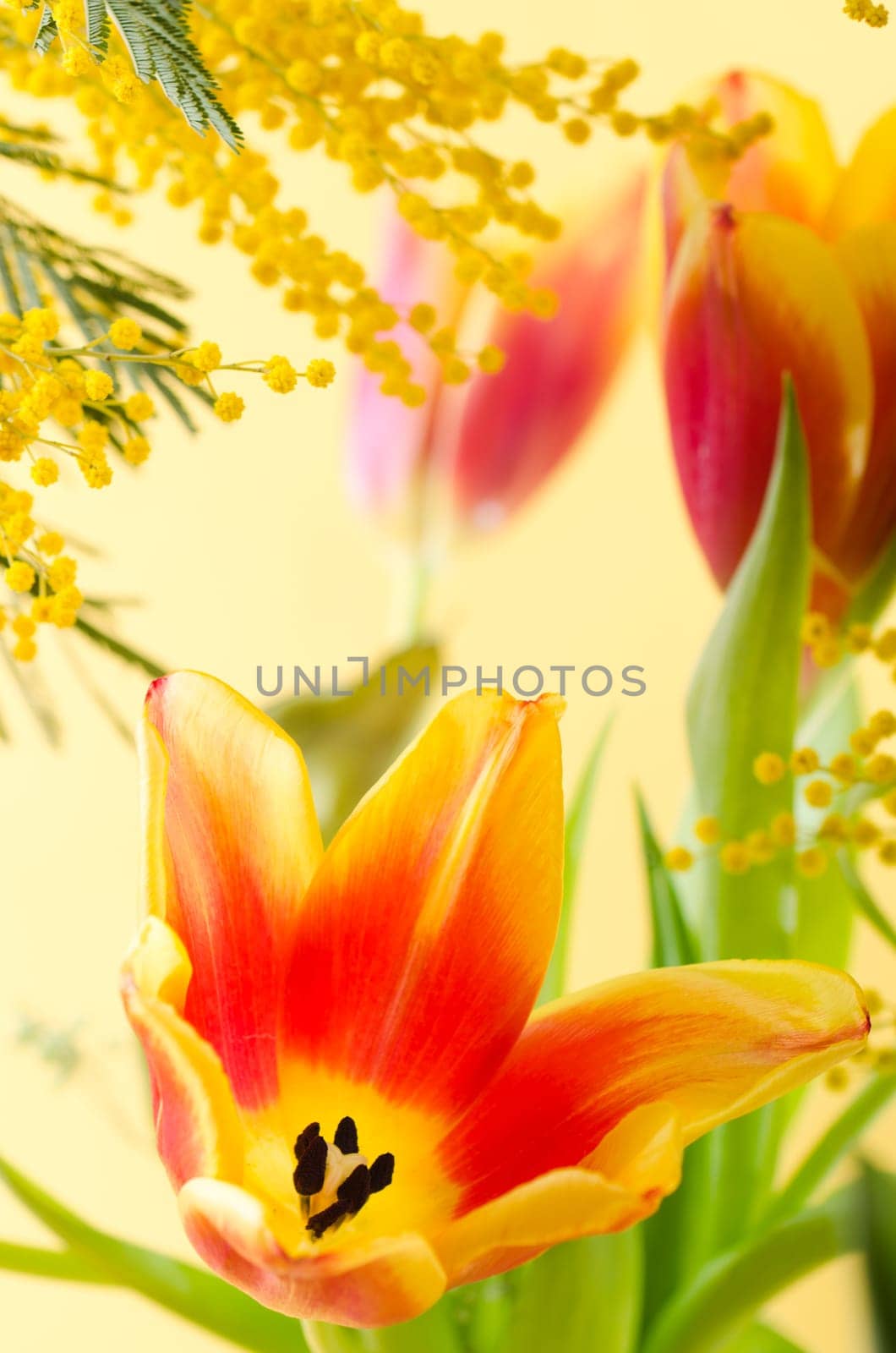 Spring bouquet with a mimosa and tulips