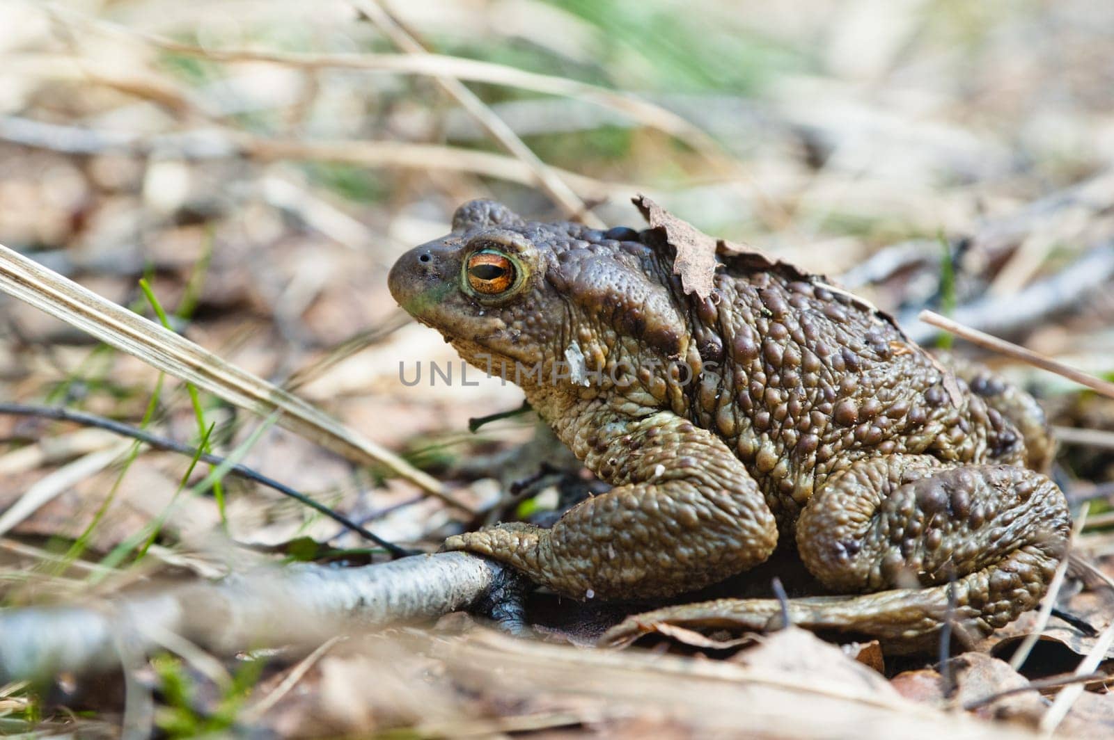The toad who has woken up after hibernation