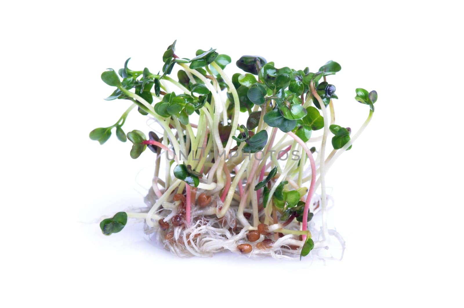 Sprouts of radish isolated on white background