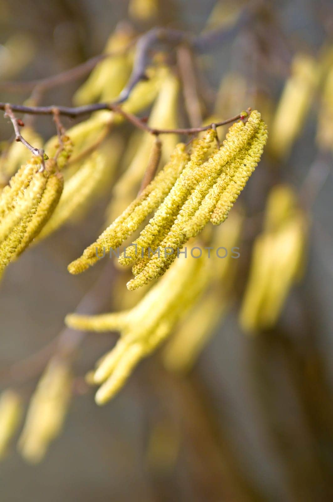 Hazelnut Blossom