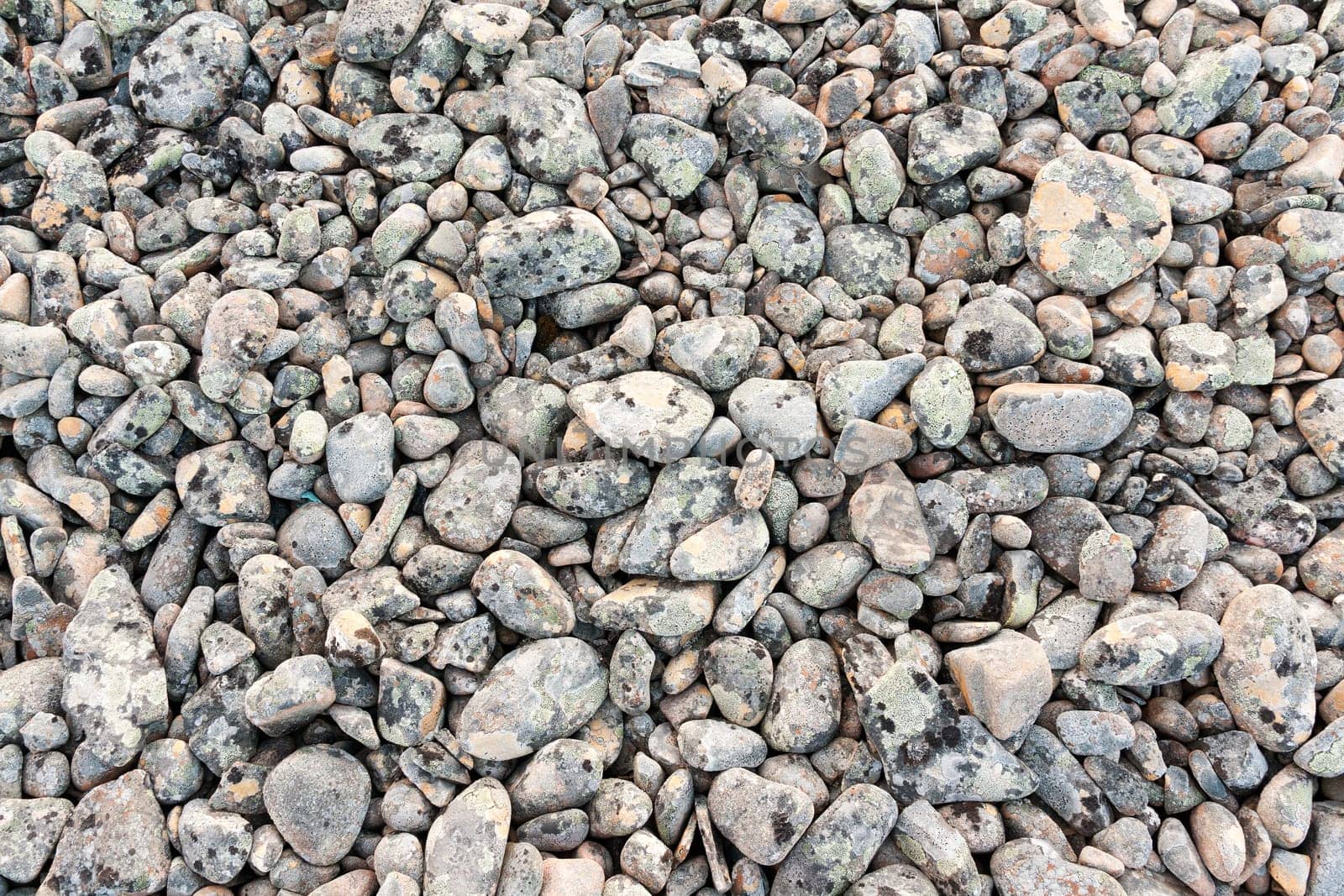 Colourful pebbles on the beach. Fishermen Peninsula, Barents Sea. Russia.