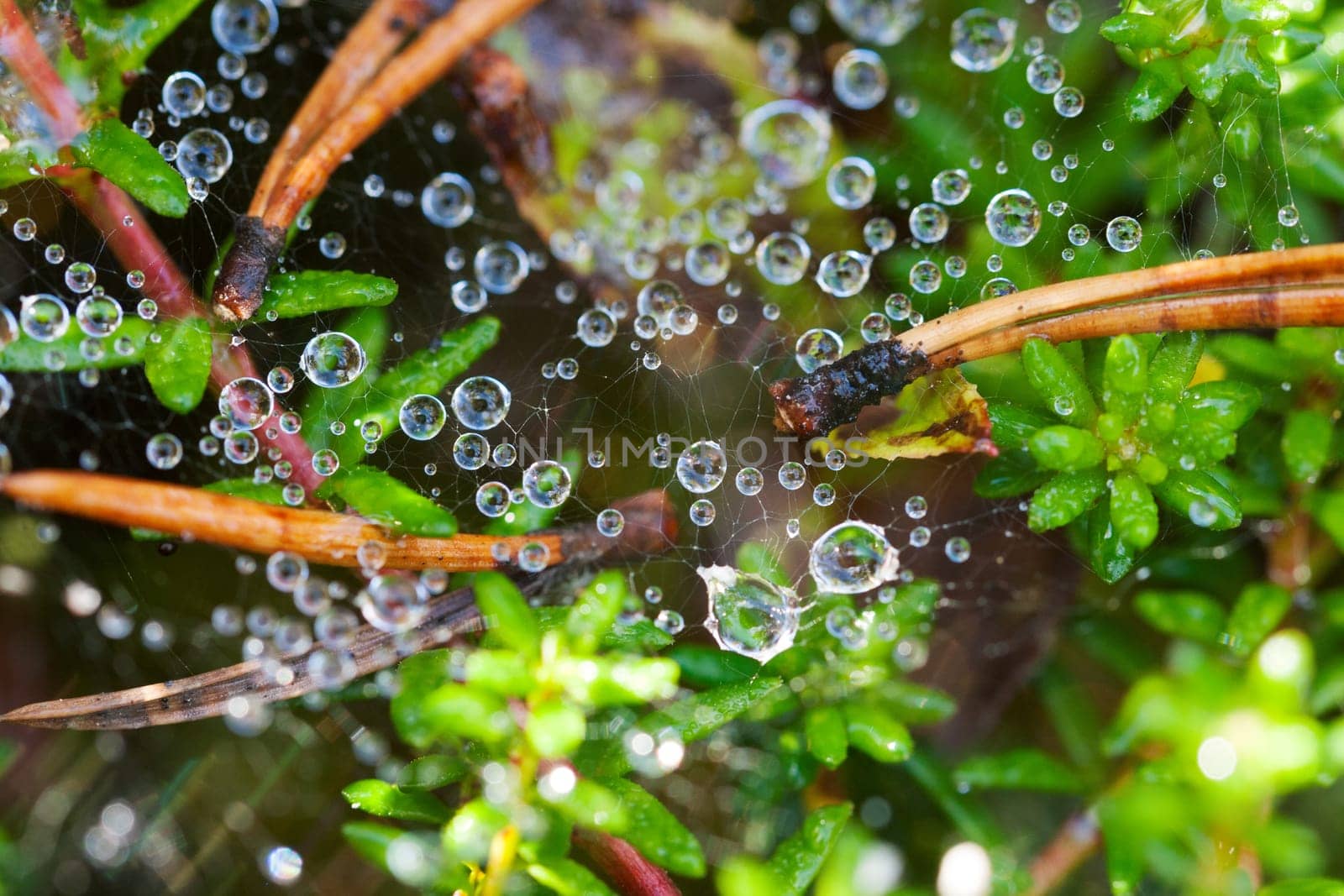 Dew drops on a spider web on a background of green leaves