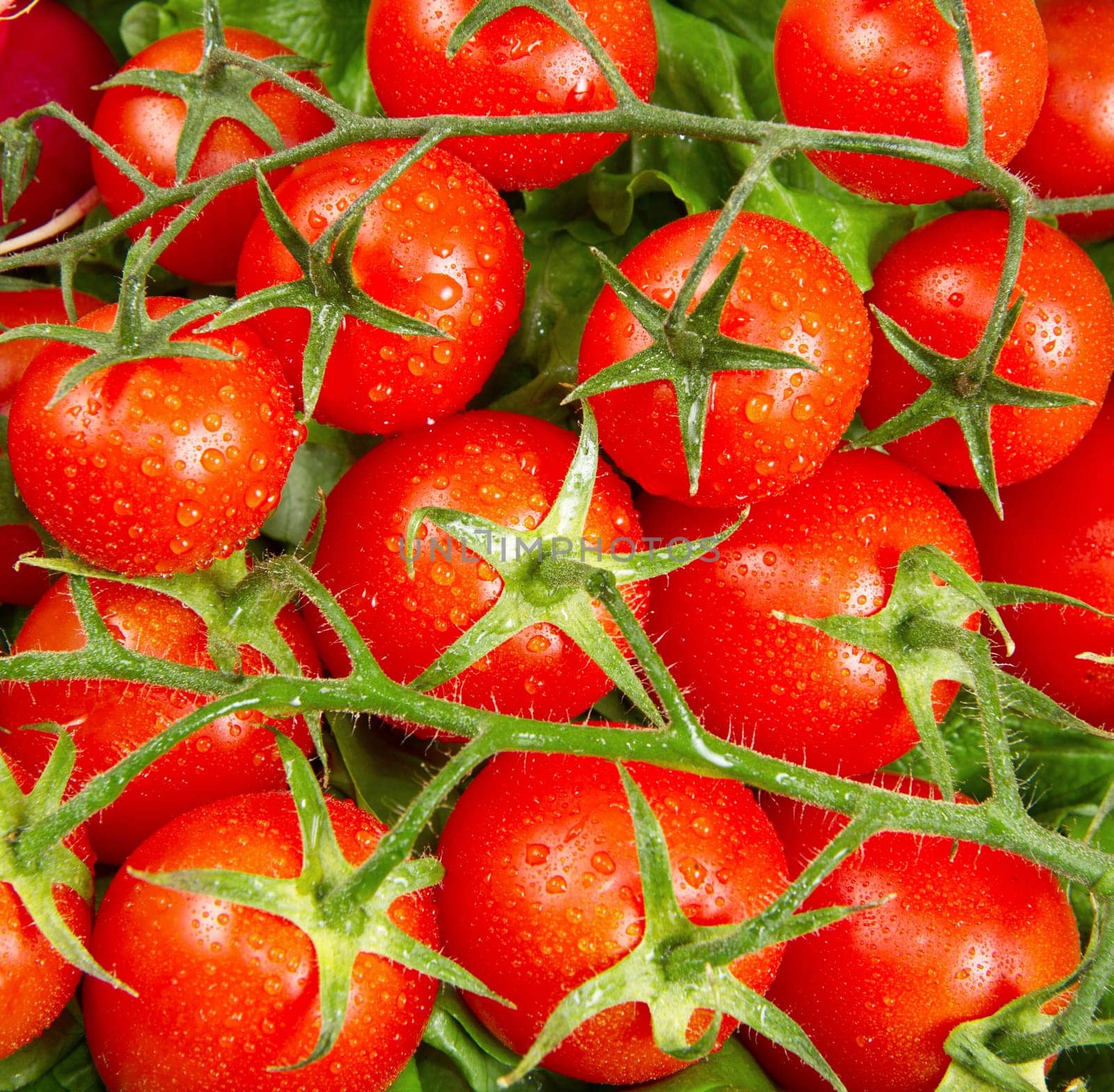 a lot of red tomatoes background