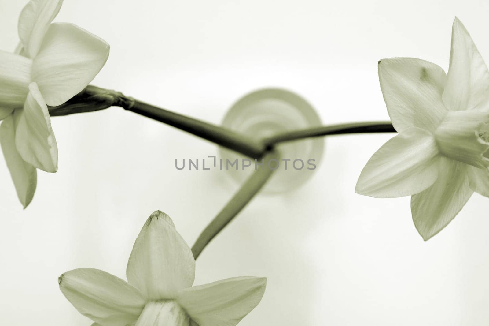 Die Fotografie von Osterglocken in einer Vase in monochrom.
