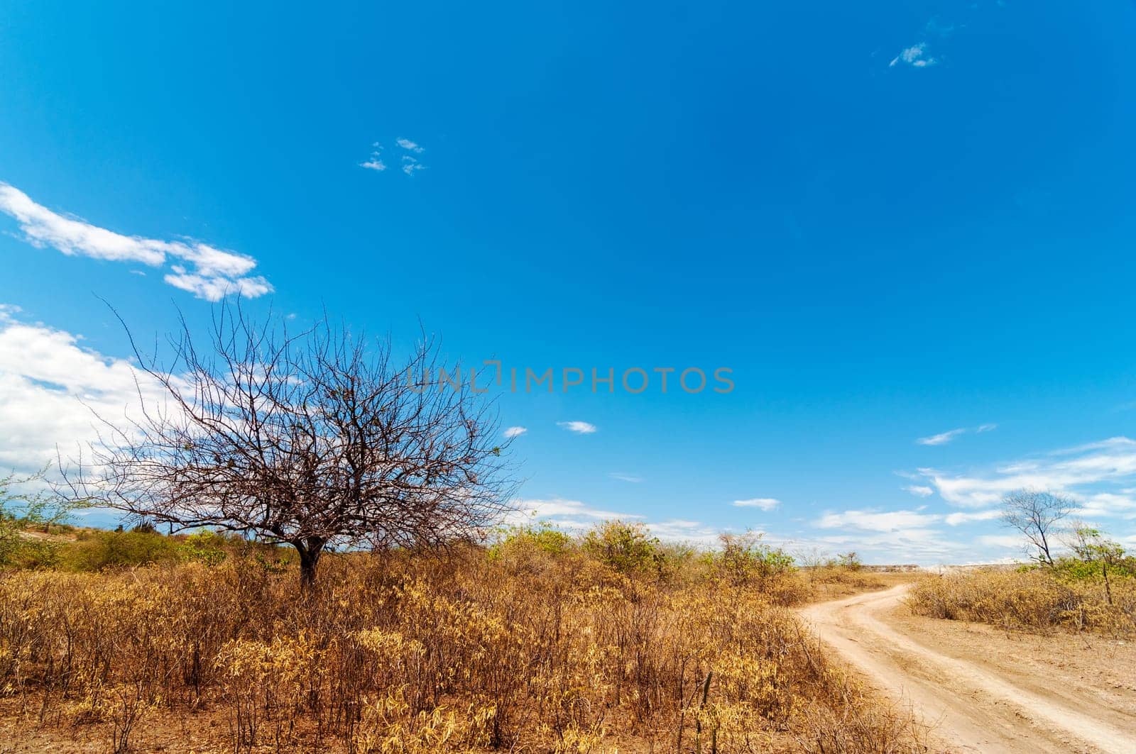 Dry twisted leafless tree and road running through a desert