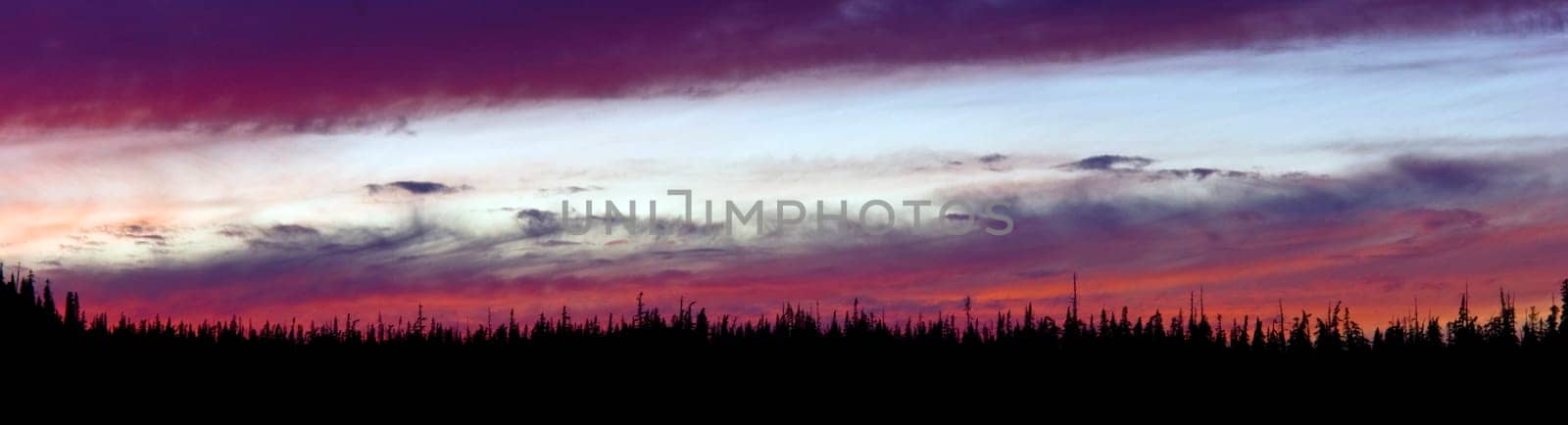 Panoramic Sunset in the woods of Oregon State North America