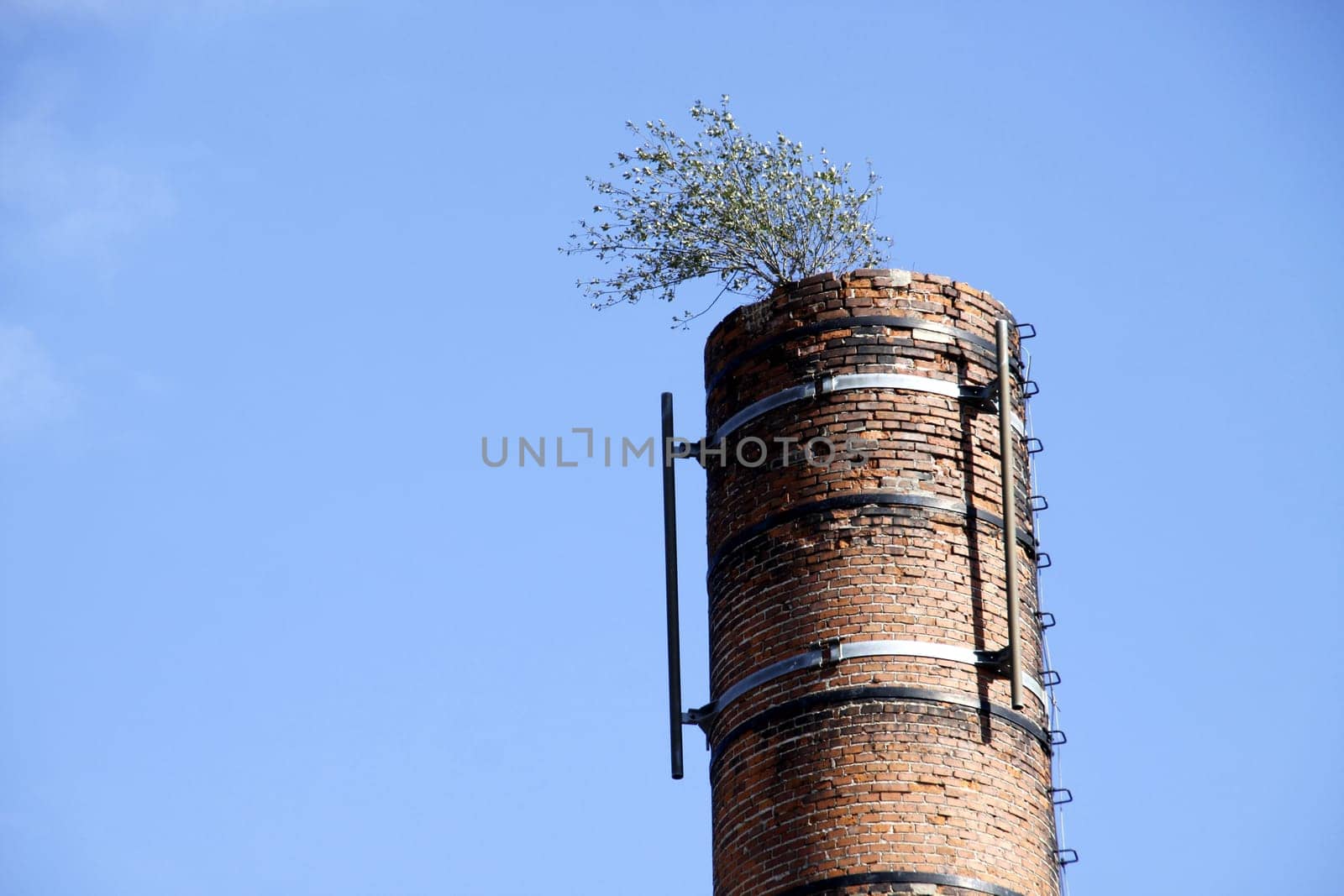 Chimney with tree in Lemgo
