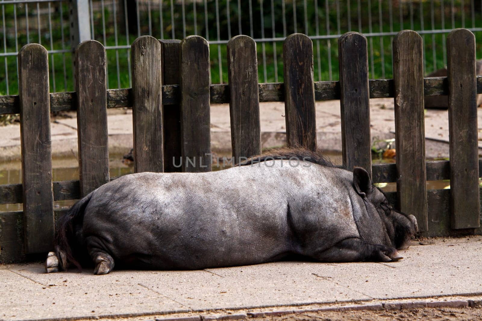 Lying boar