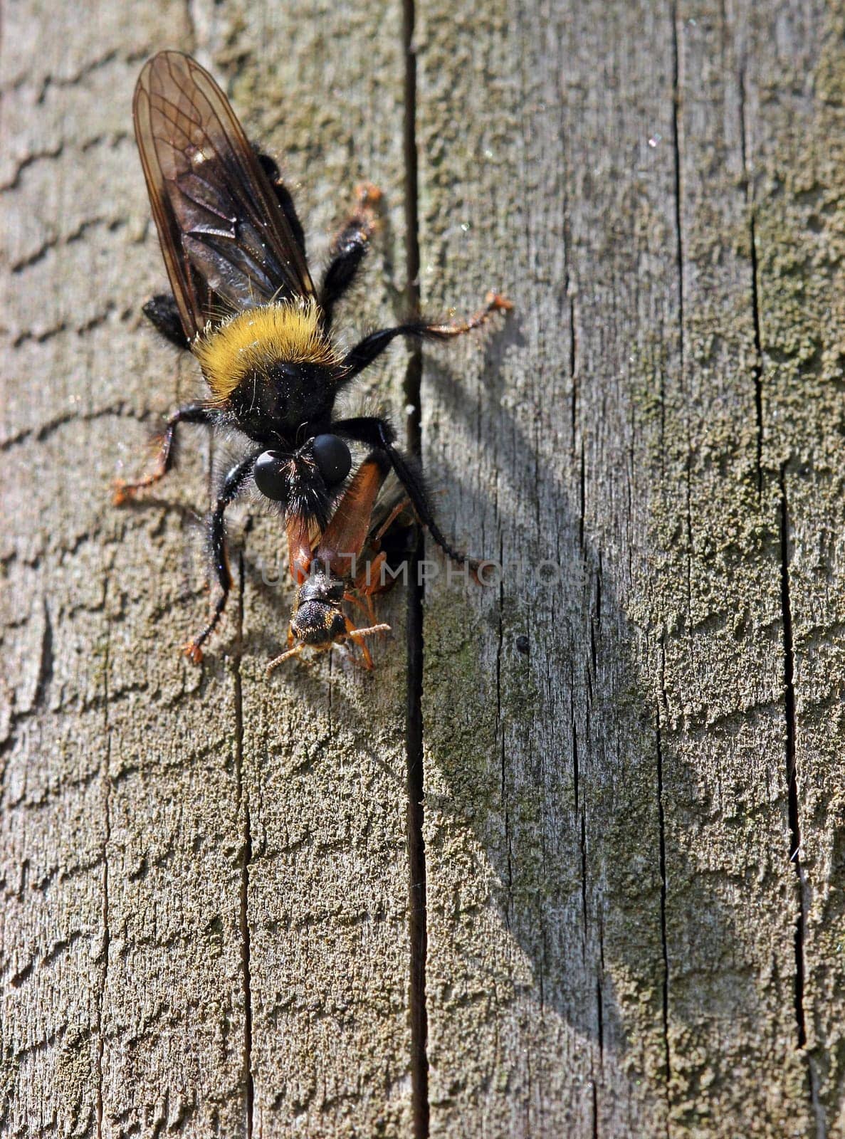 Predator fly with prey,female of Laphria ephippium