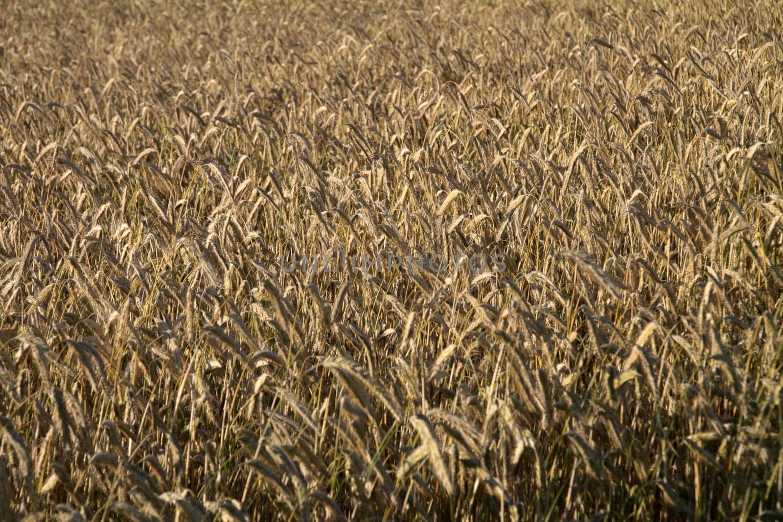 Rye field