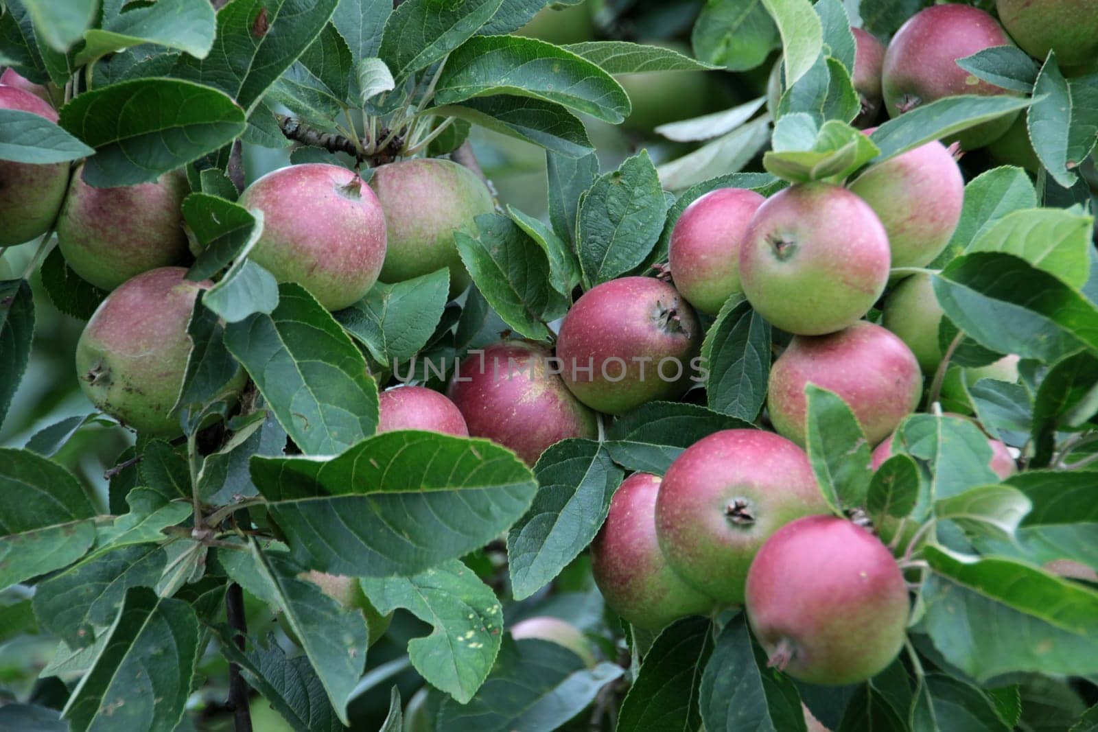 Apple tree