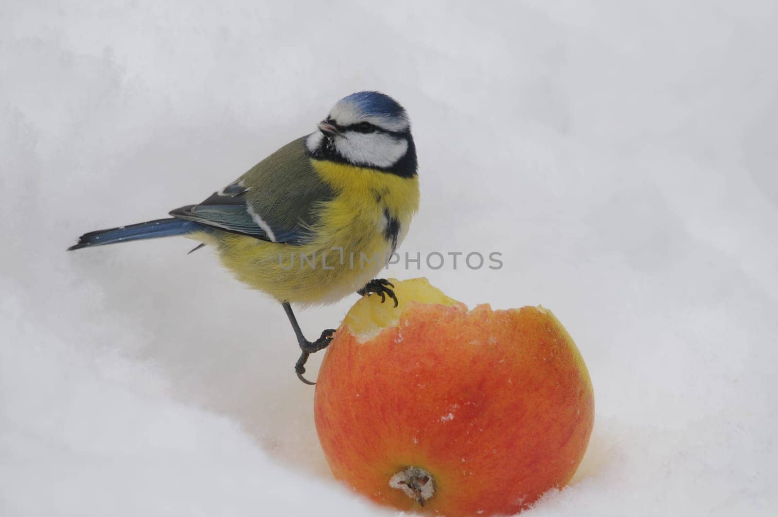 Blue sits on apple