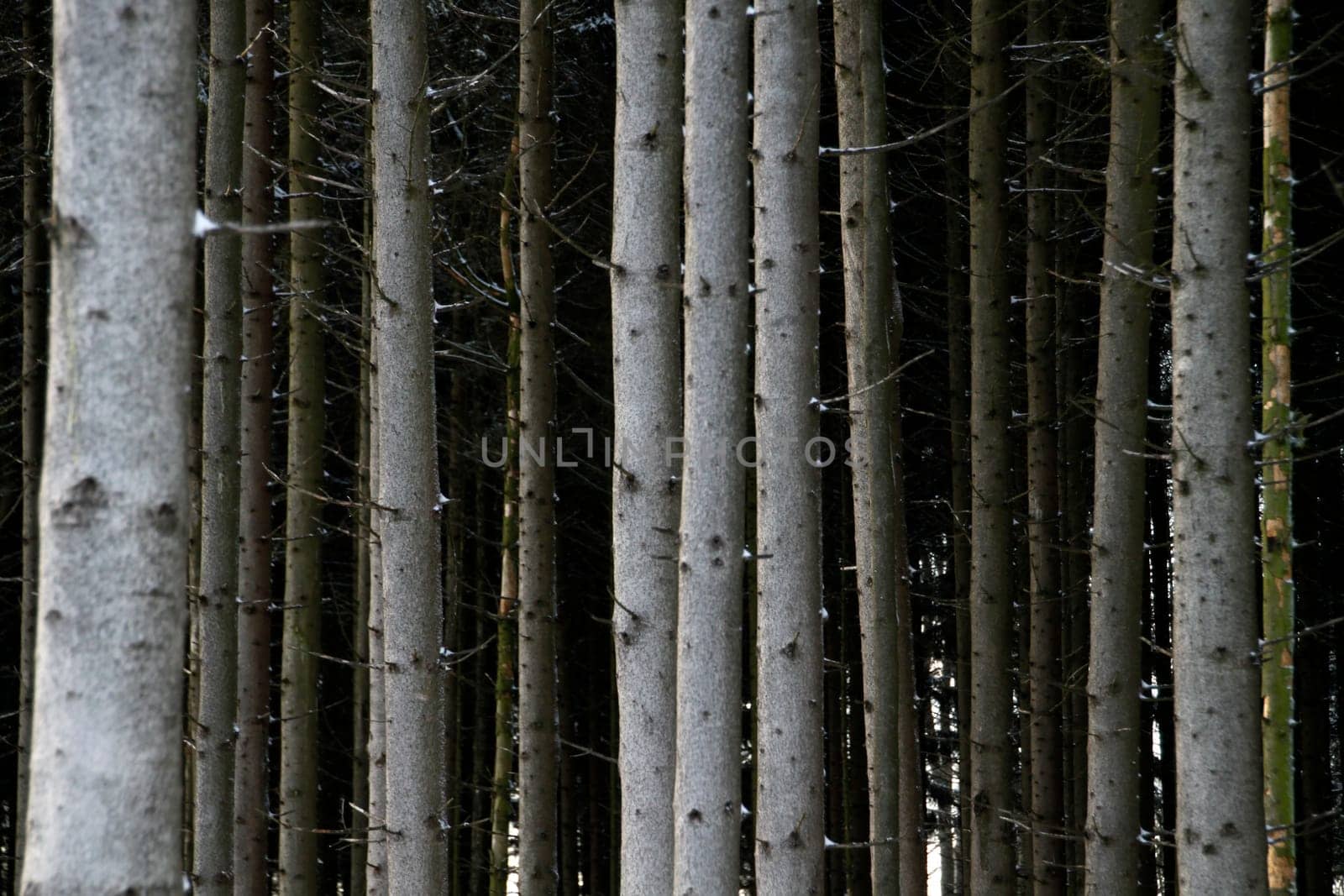 Spruce trunks in a forest