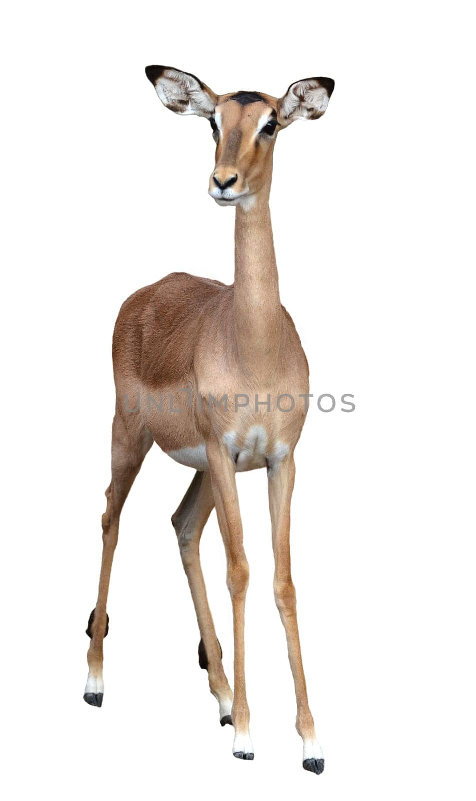 female impala isolated on a whte background