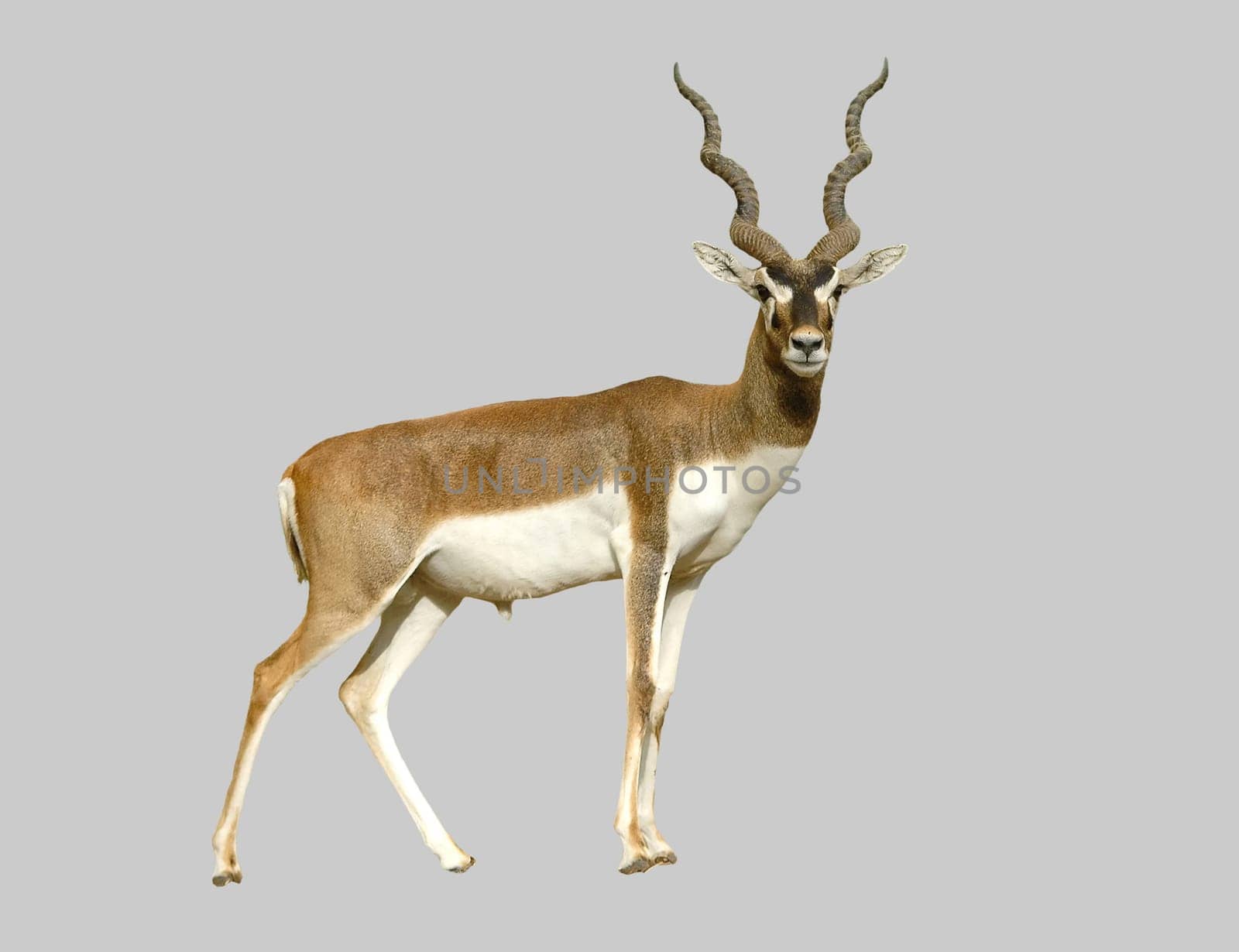 male blackbuck isolated on a gray background