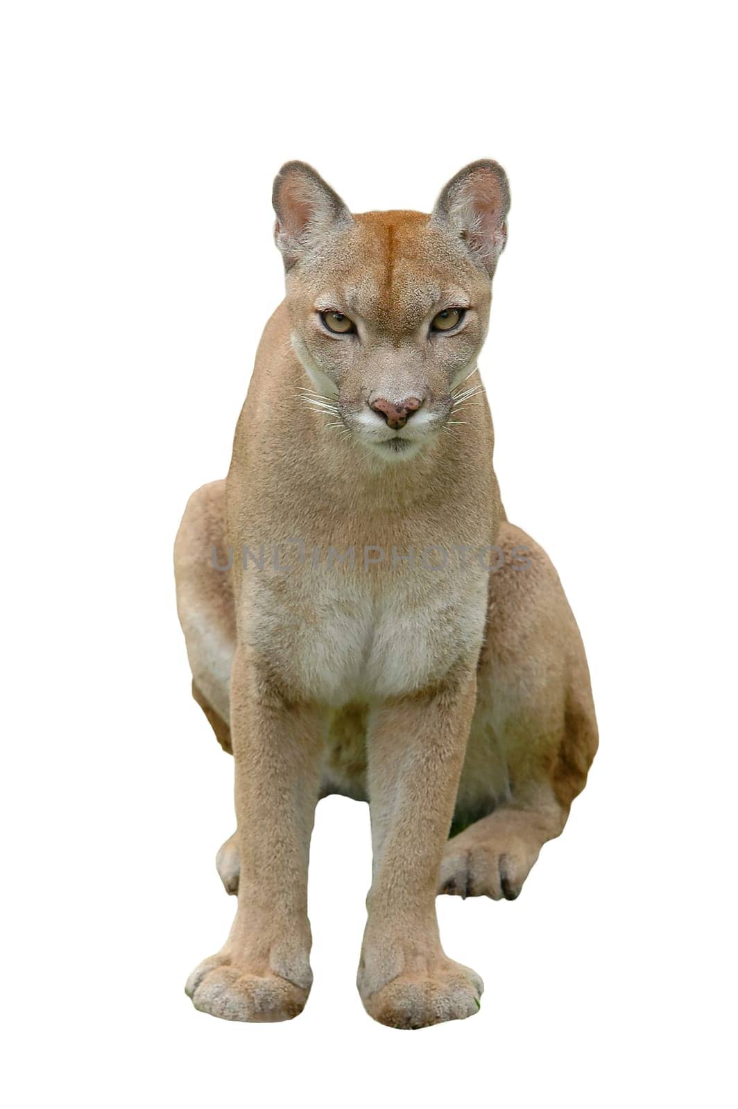 puma or mountain lion isolated on white background