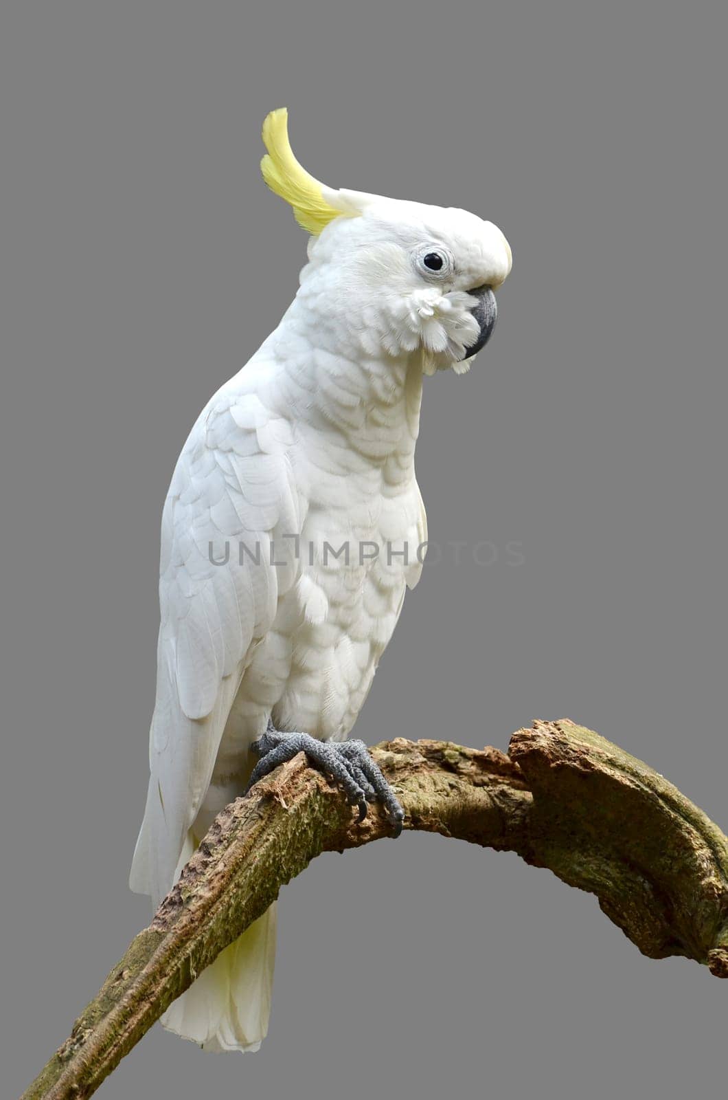 Sulphur-crested Cockatoo isolated on gray background