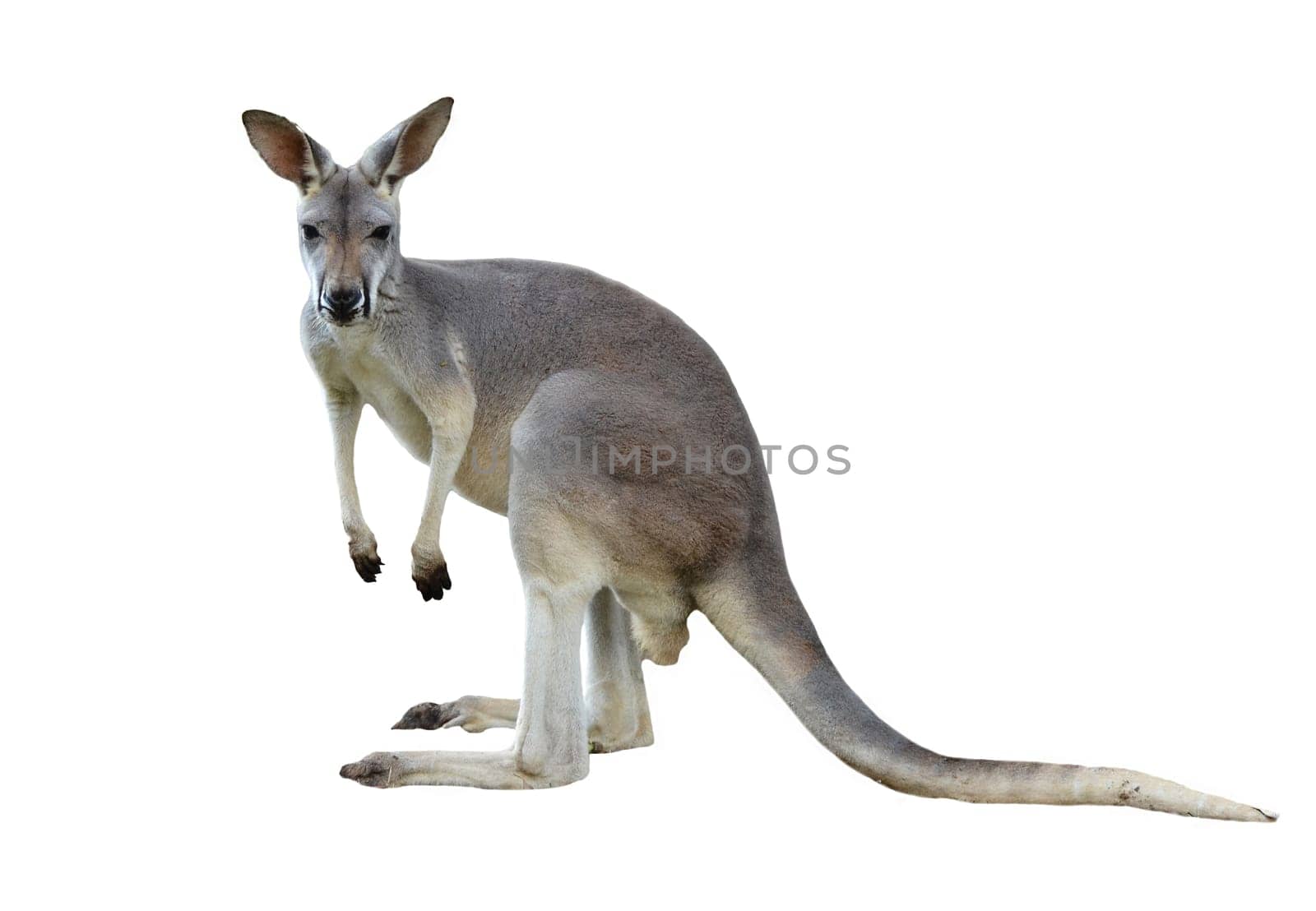 gray kangaroo isolated on a white background