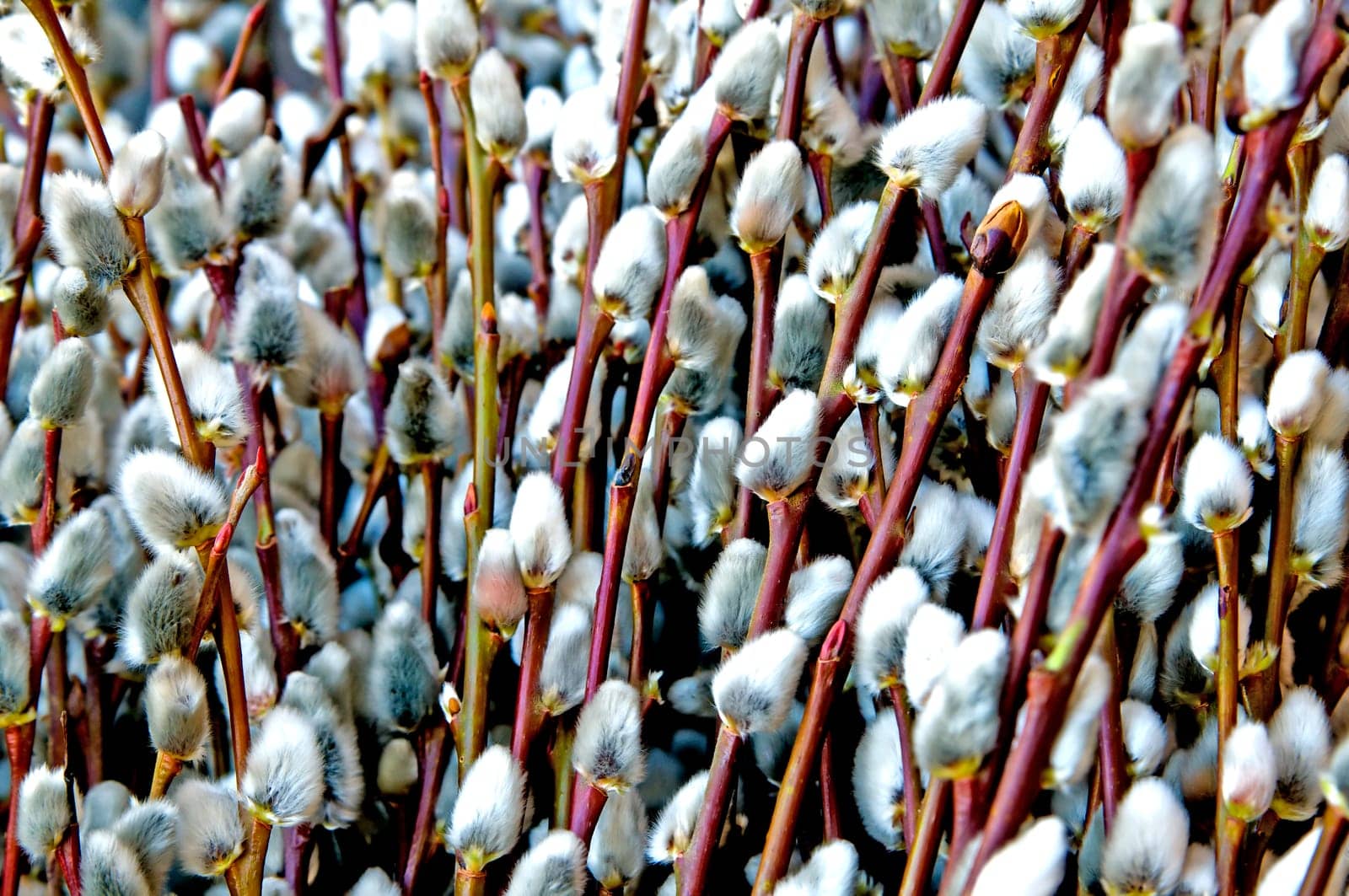 Willow Blossom