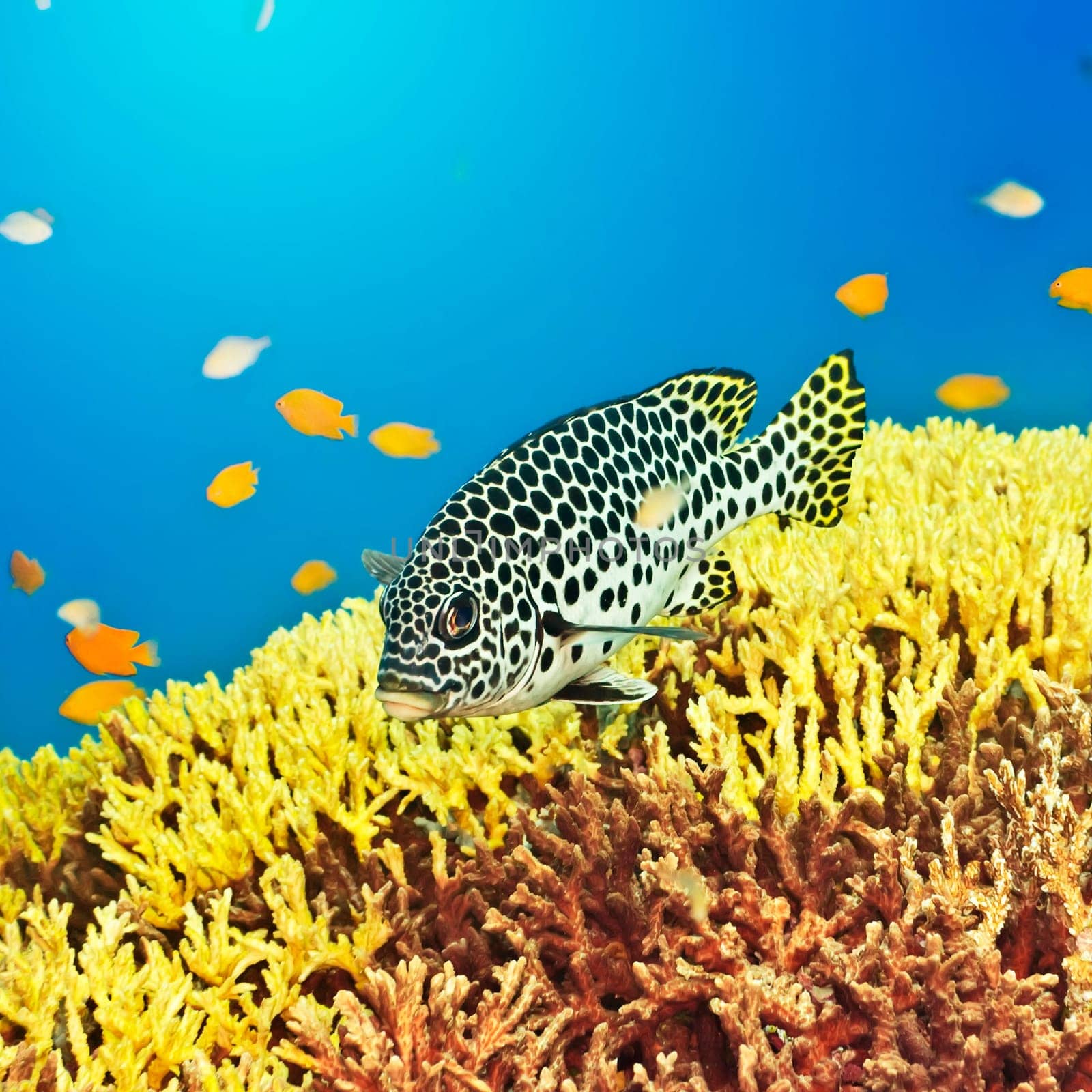 Underwater landscape with tropical fish Sweetlips