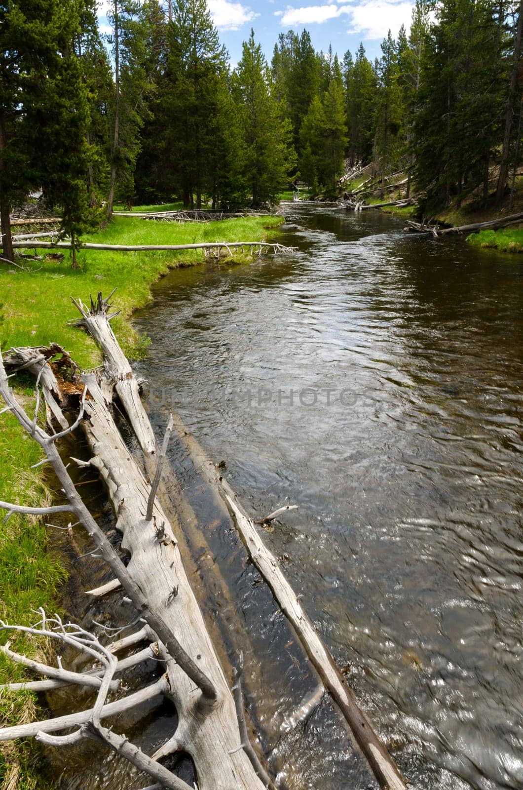 trunk into the Yellowstone River in Yellowstone National Park in Wyoming