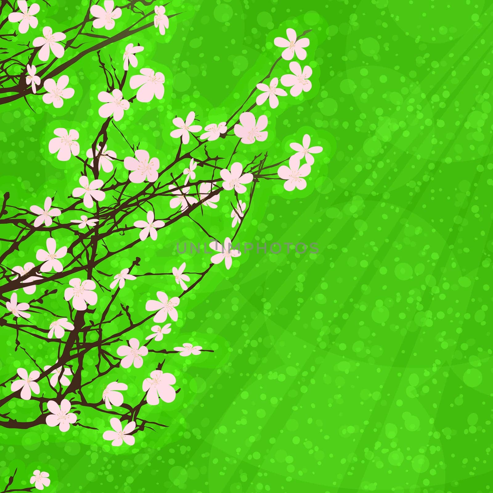Apple tree blossom spring  card