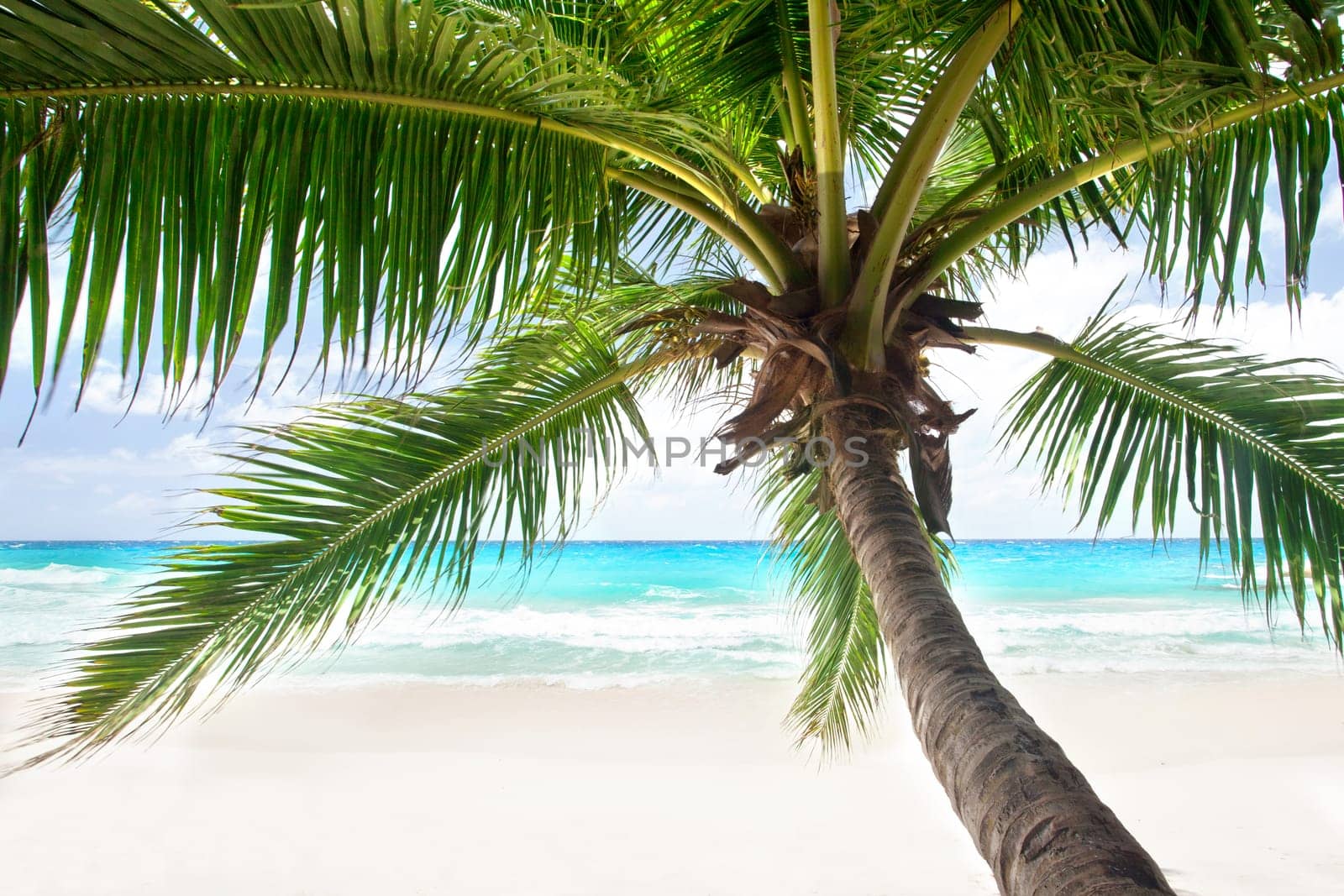 Seychelles beach with palm tree