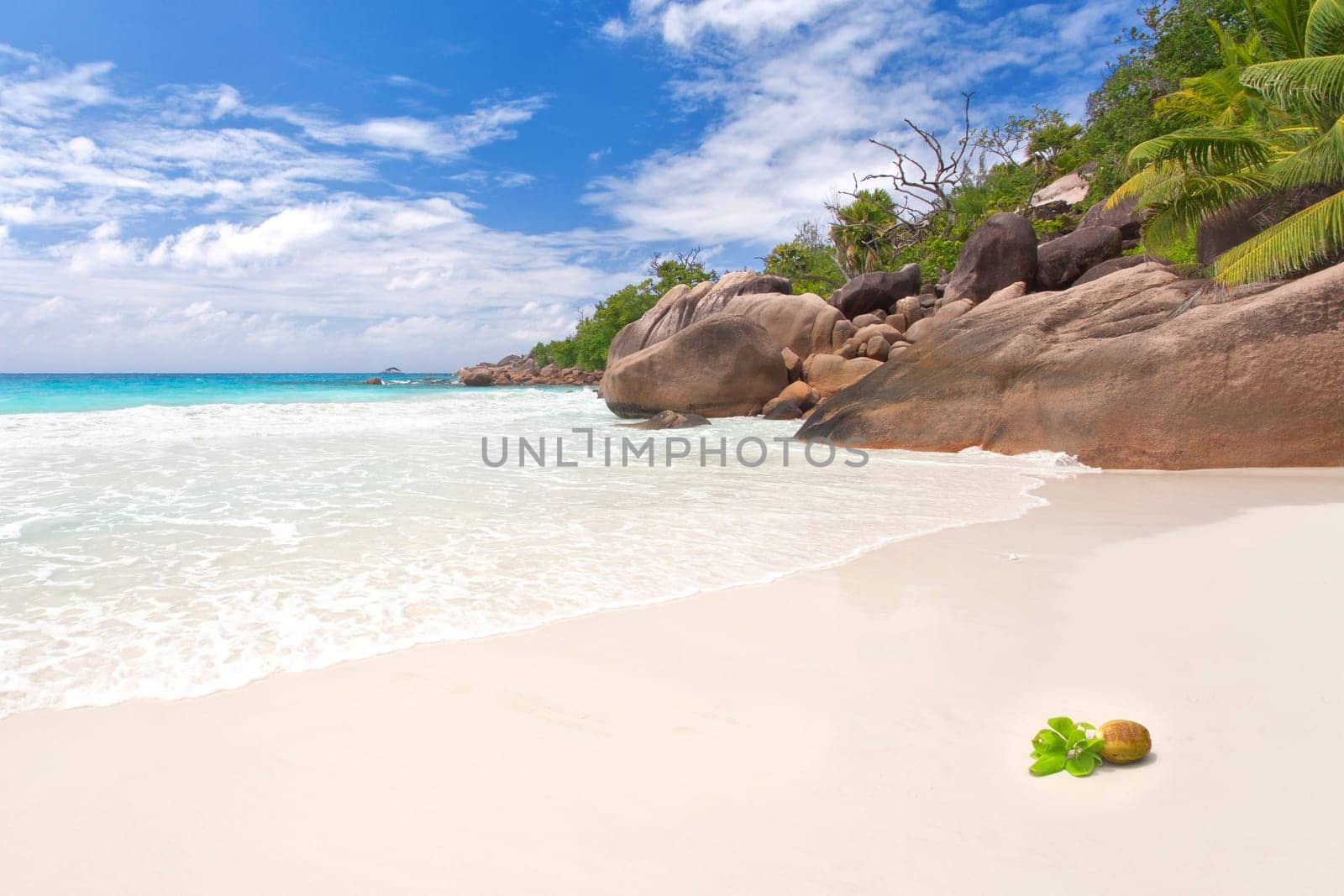 Coconut at Anse Lazio